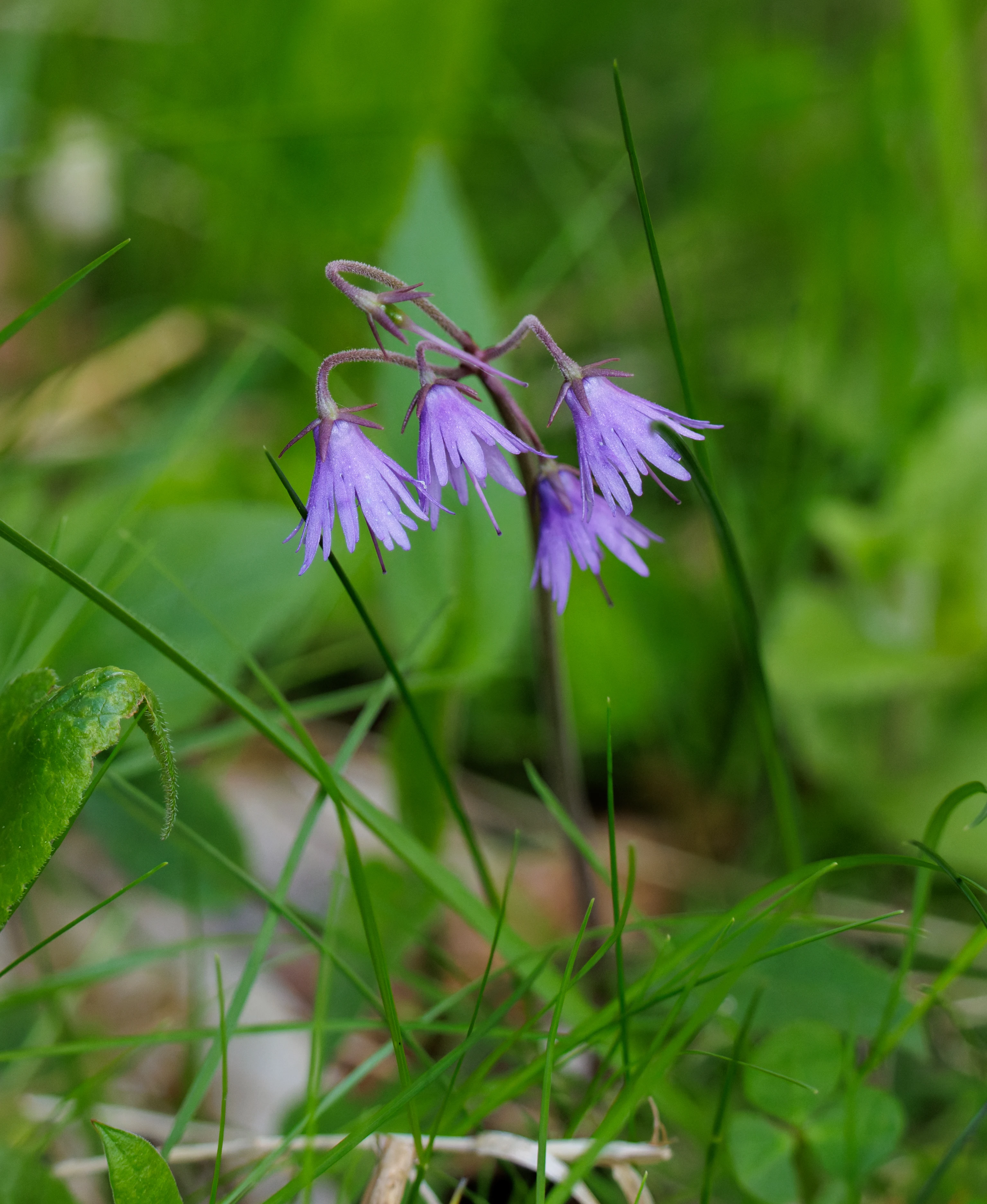 Soldanella flower, Transylvania, Romania — photo by Orlando Prugel-Bennett