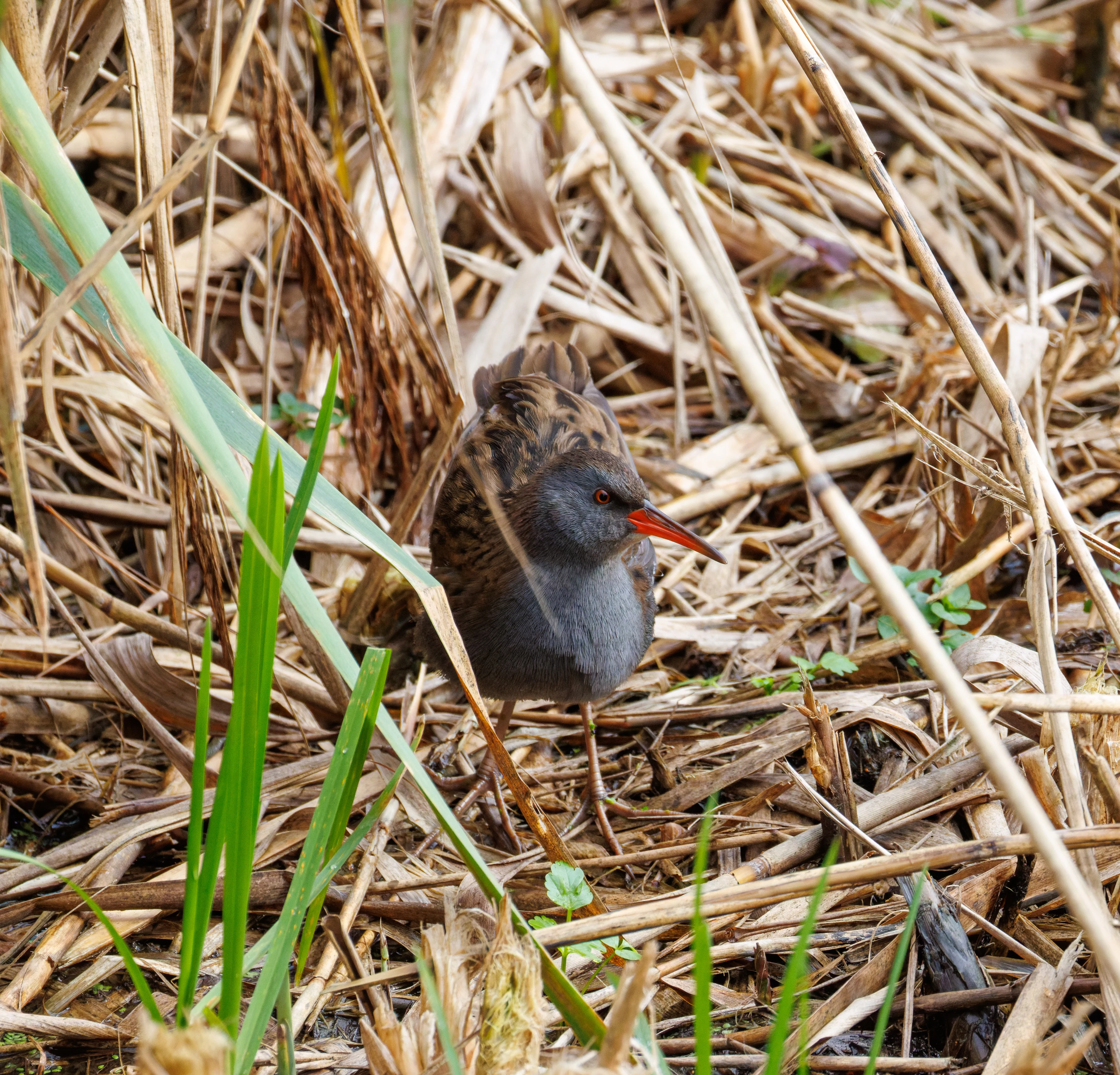 Water Rail, Blashford Lakes, Hampshire, UK — photo by Orlando Prugel-Bennett
