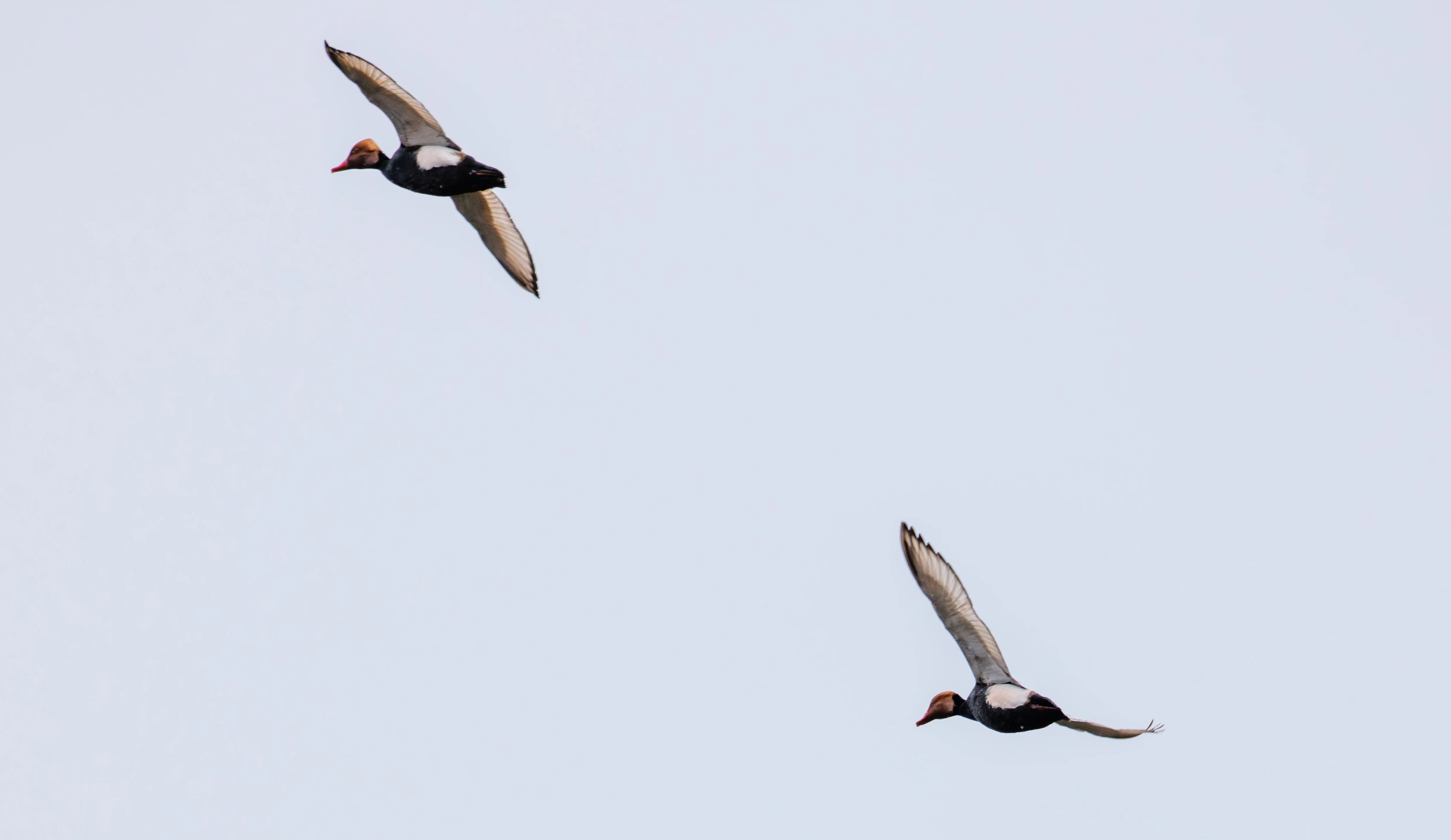 Red Crested Pochard, Clot de Galvany, Alicante, Spain — photo by Orlando Prugel-Bennett