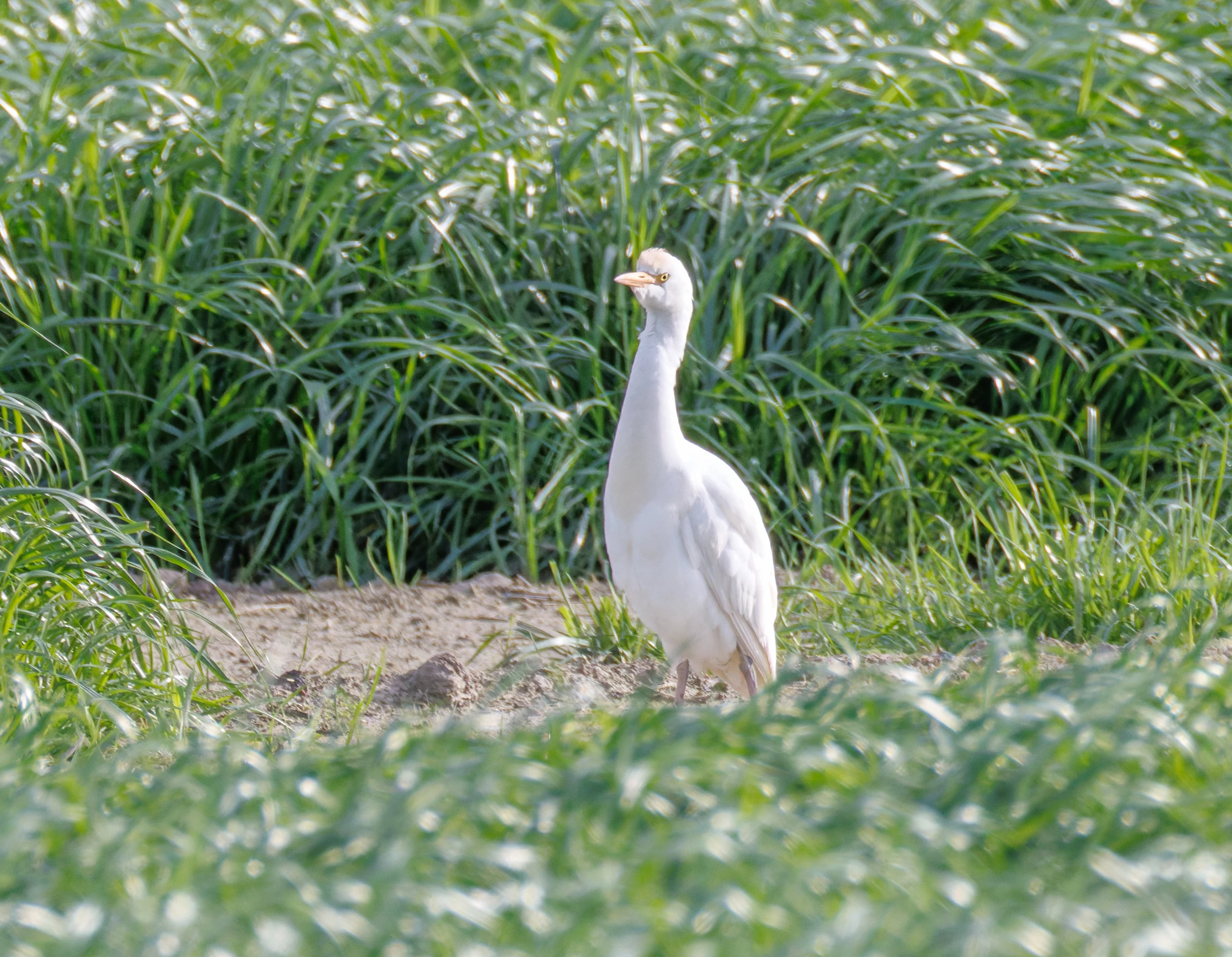 Western Cattle Egret, El Hondo, Spain — photo by Orlando Prugel-Bennett