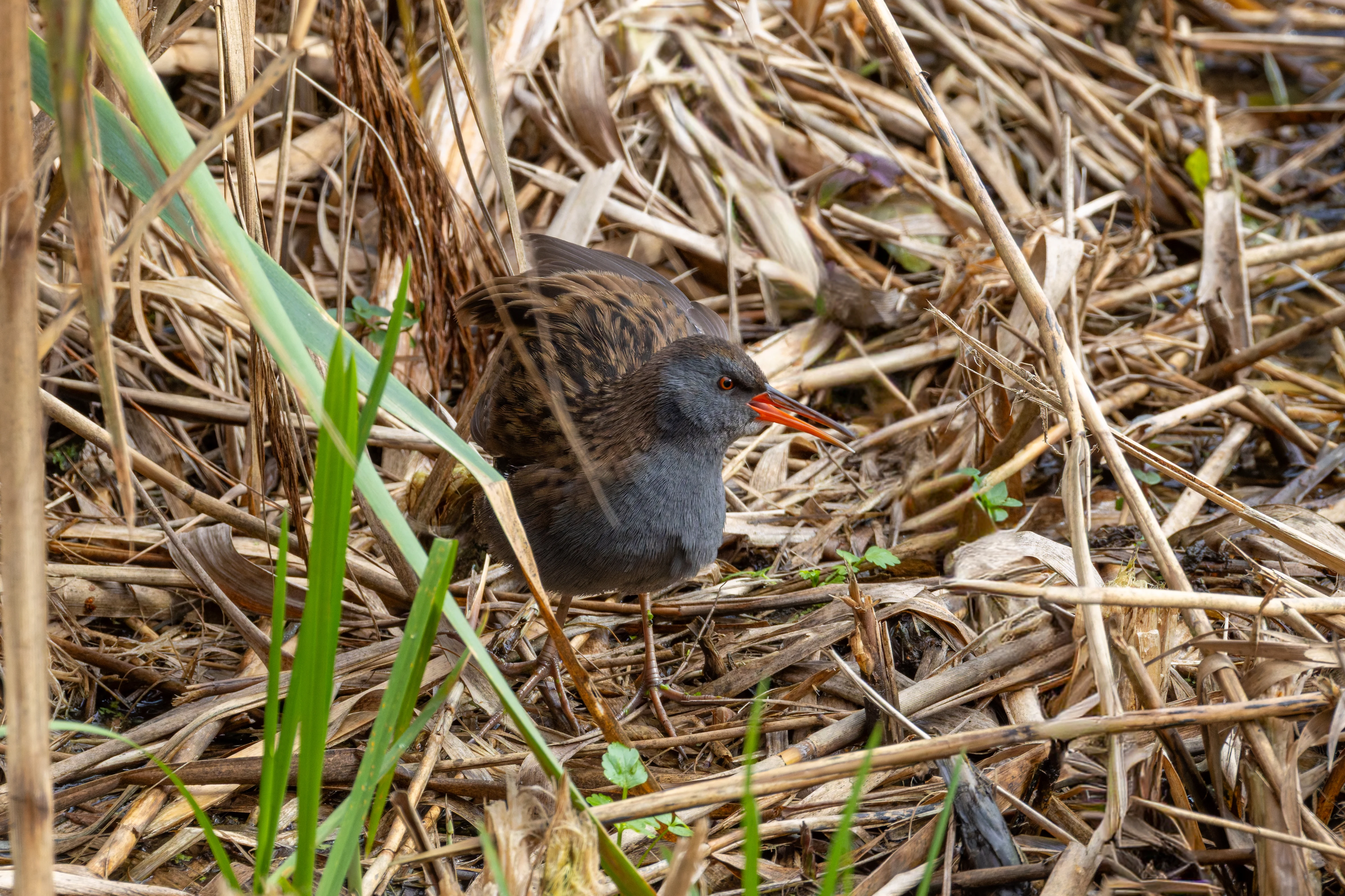 Water Rail, Blashford Lakes, Hampshire, UK — photo by Orlando Prugel-Bennett