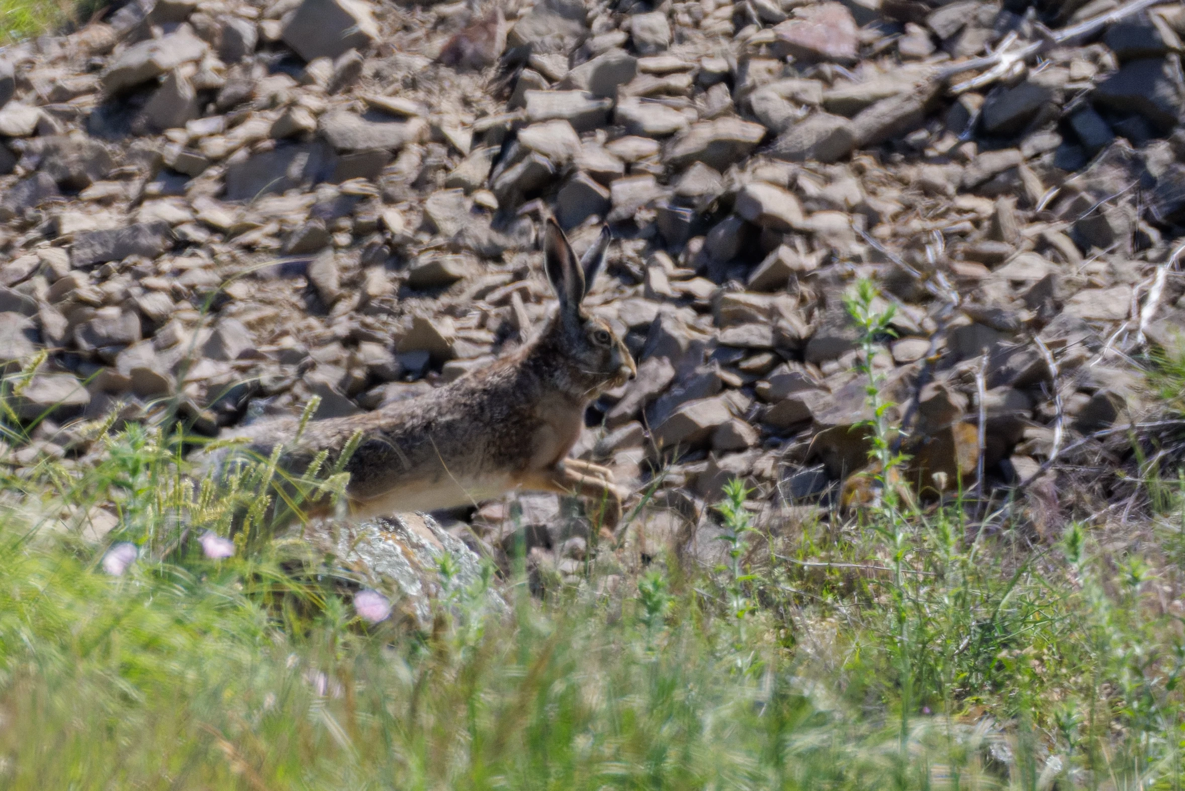 European Brown Hare, Romanian Steppe, Romania — photo by Orlando Prugel-Bennett