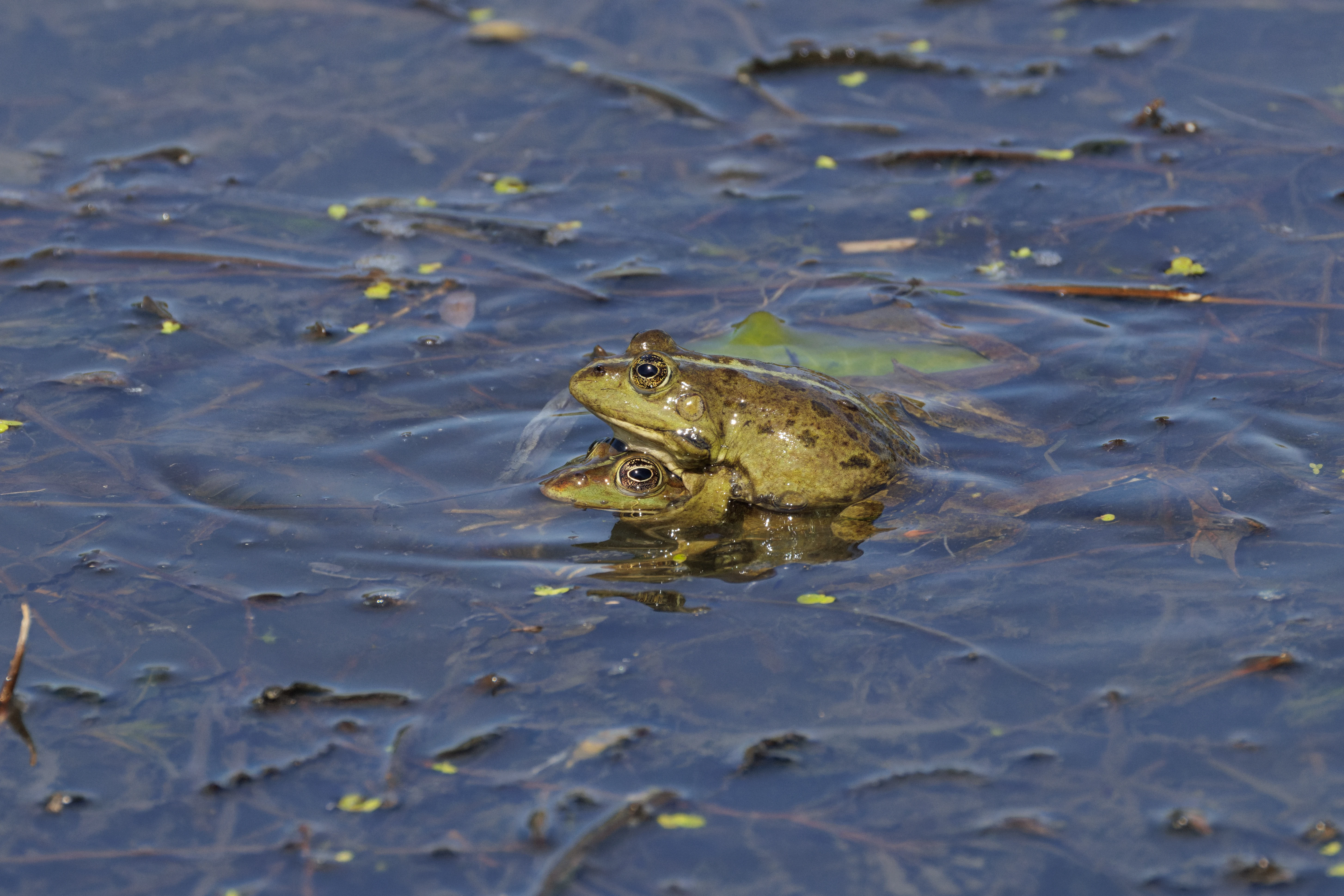 Frog, Danube Delta, Romania — photo by Orlando Prugel-Bennett