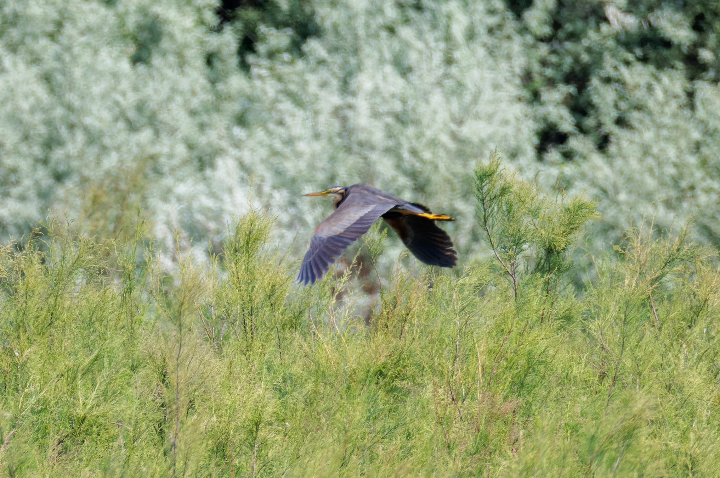 Purple Heron, Romania — photo by Orlando Prugel-Bennett