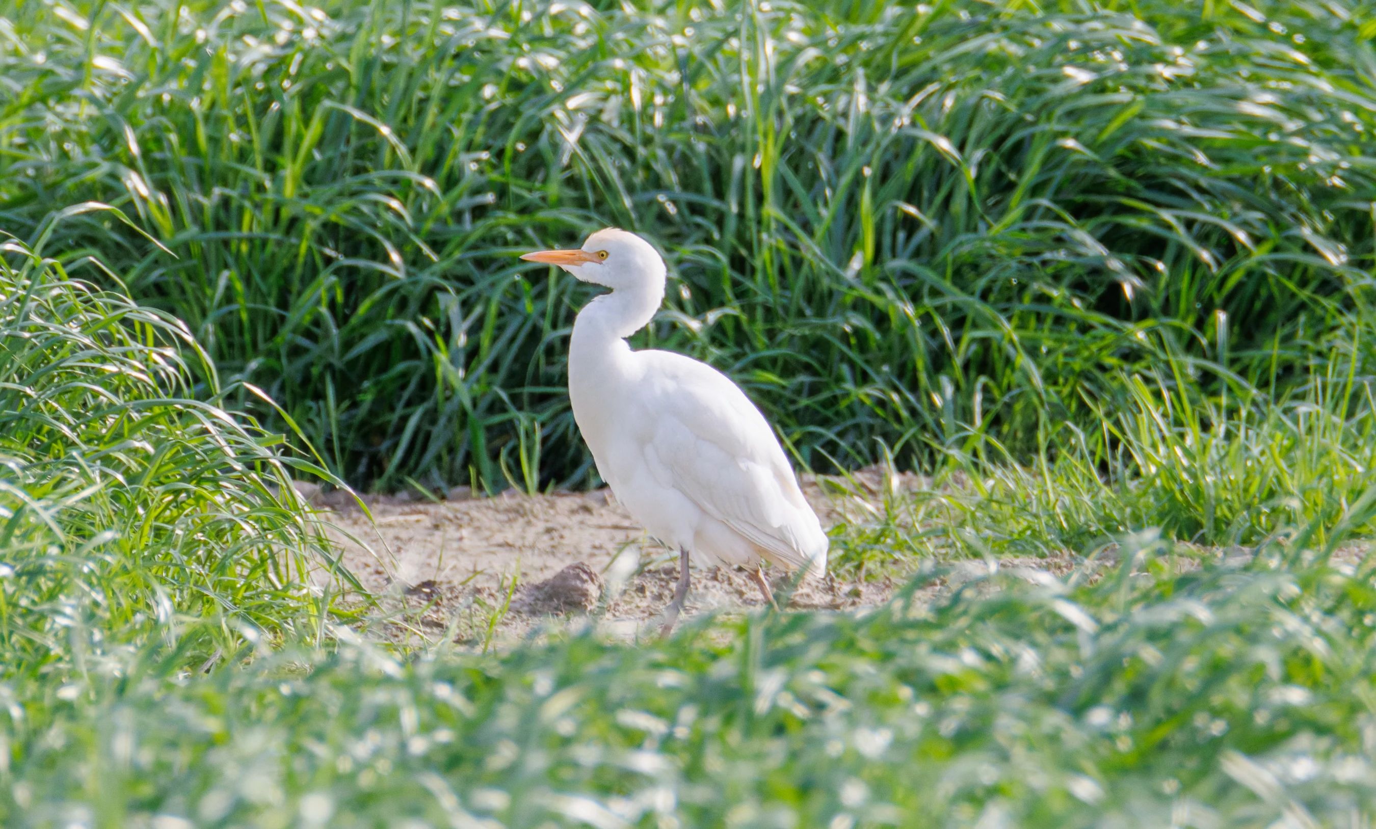 Western Cattle Egret, El Hondo, Spain — photo by Orlando Prugel-Bennett
