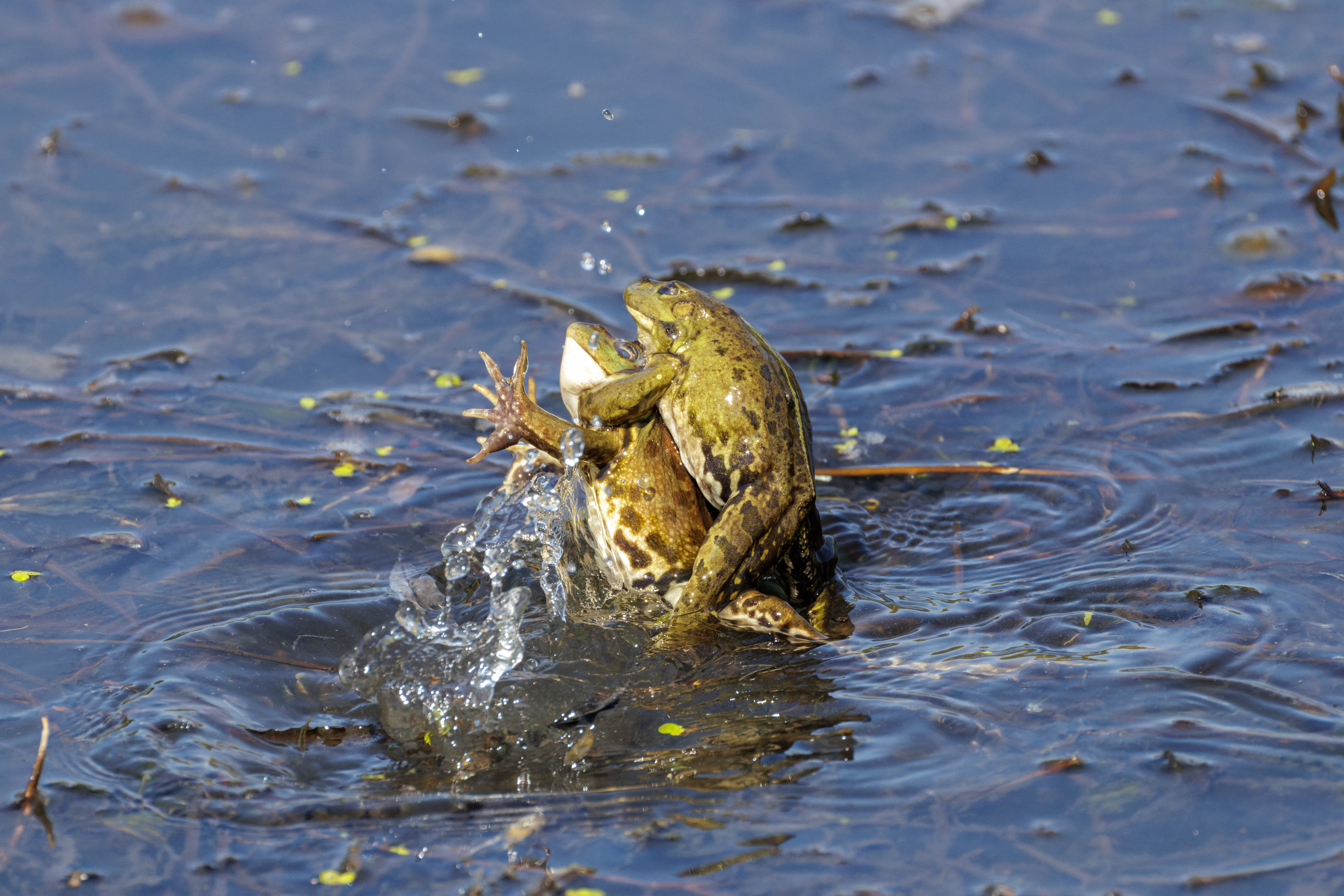 Frog, Danube Delta, Romania — photo by Orlando Prugel-Bennett