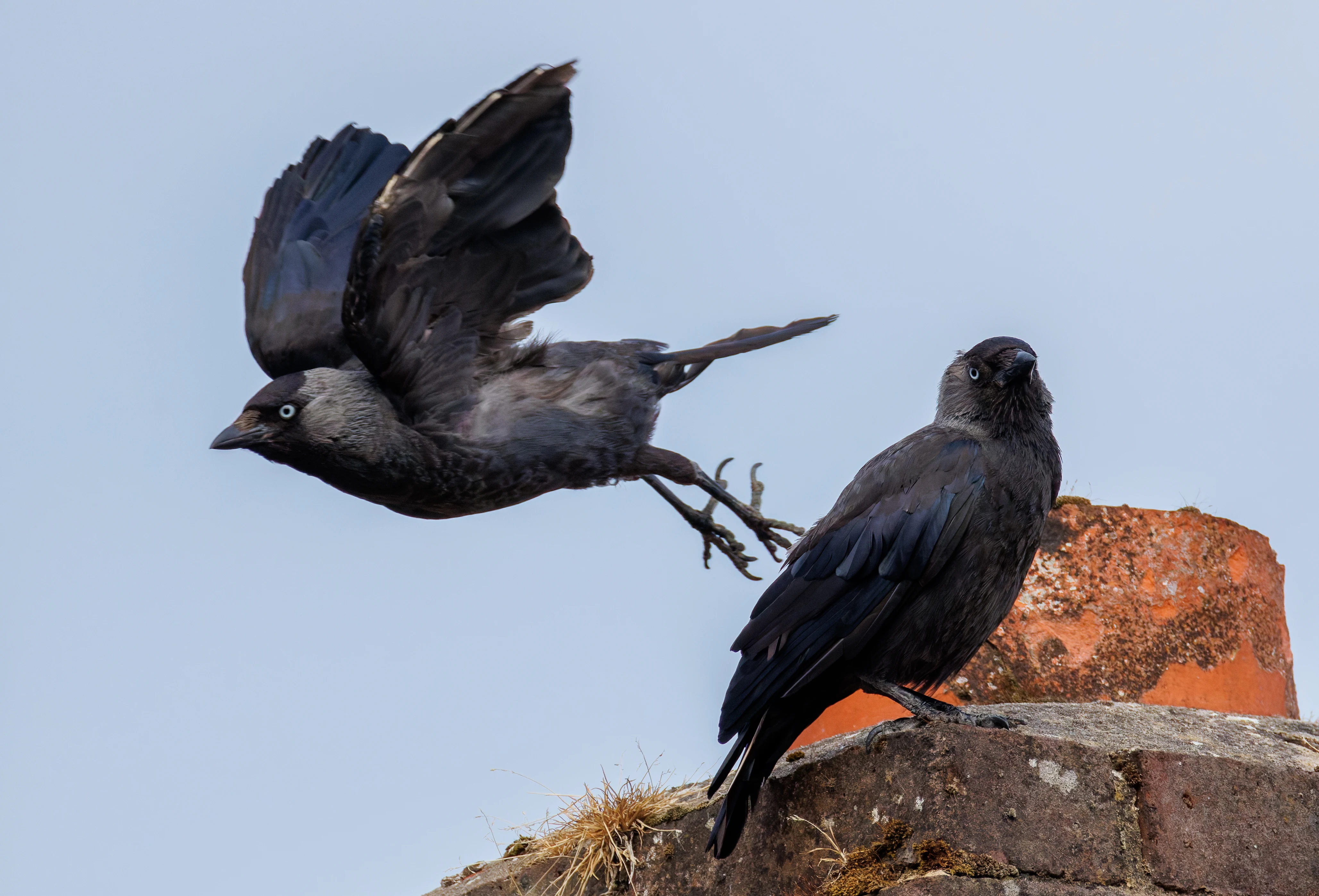 Western Jackdaw, Eling, Hampshire, UK — photo by Orlando Prugel-Bennett