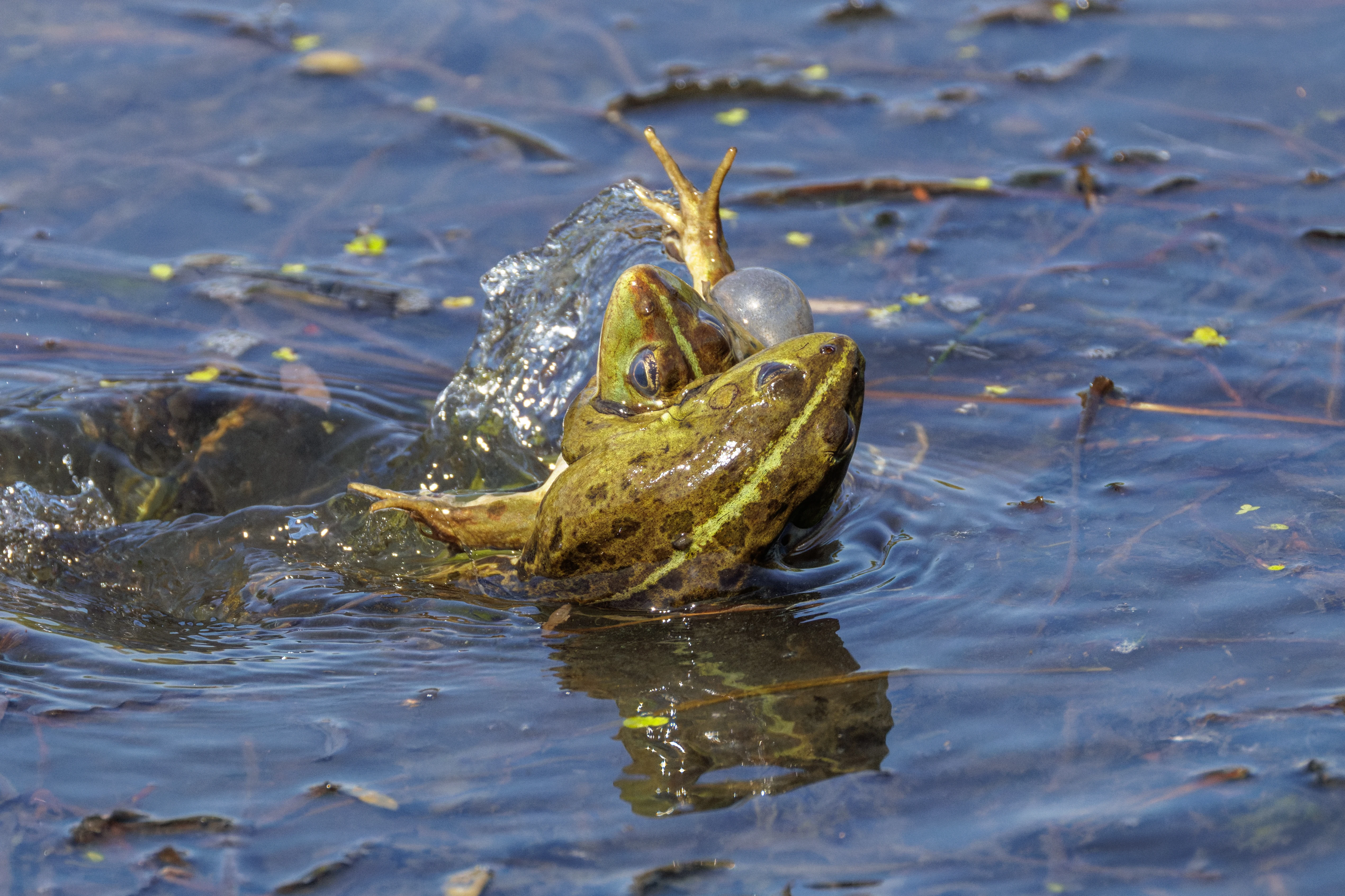 Frog, Danube Delta, Romania — photo by Orlando Prugel-Bennett