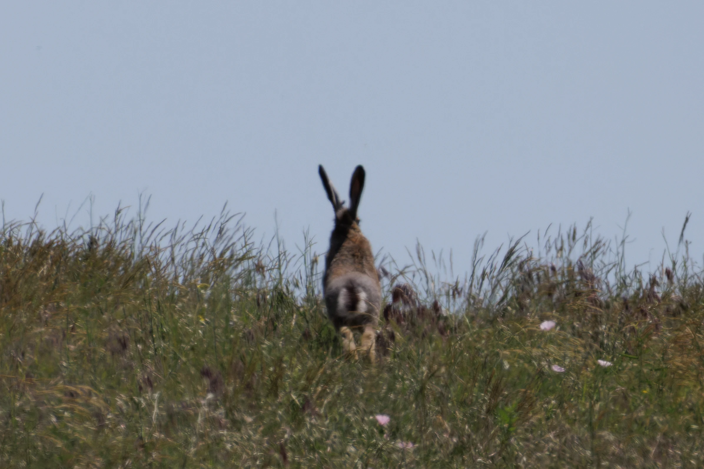 European Hare, Romanian Steppe, Romania — photo by Orlando Prugel-Bennett