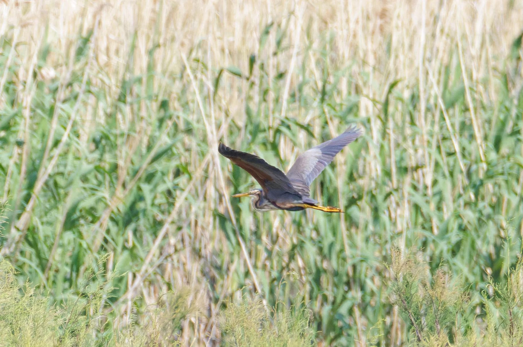 Purple Heron, Romania — photo by Orlando Prugel-Bennett