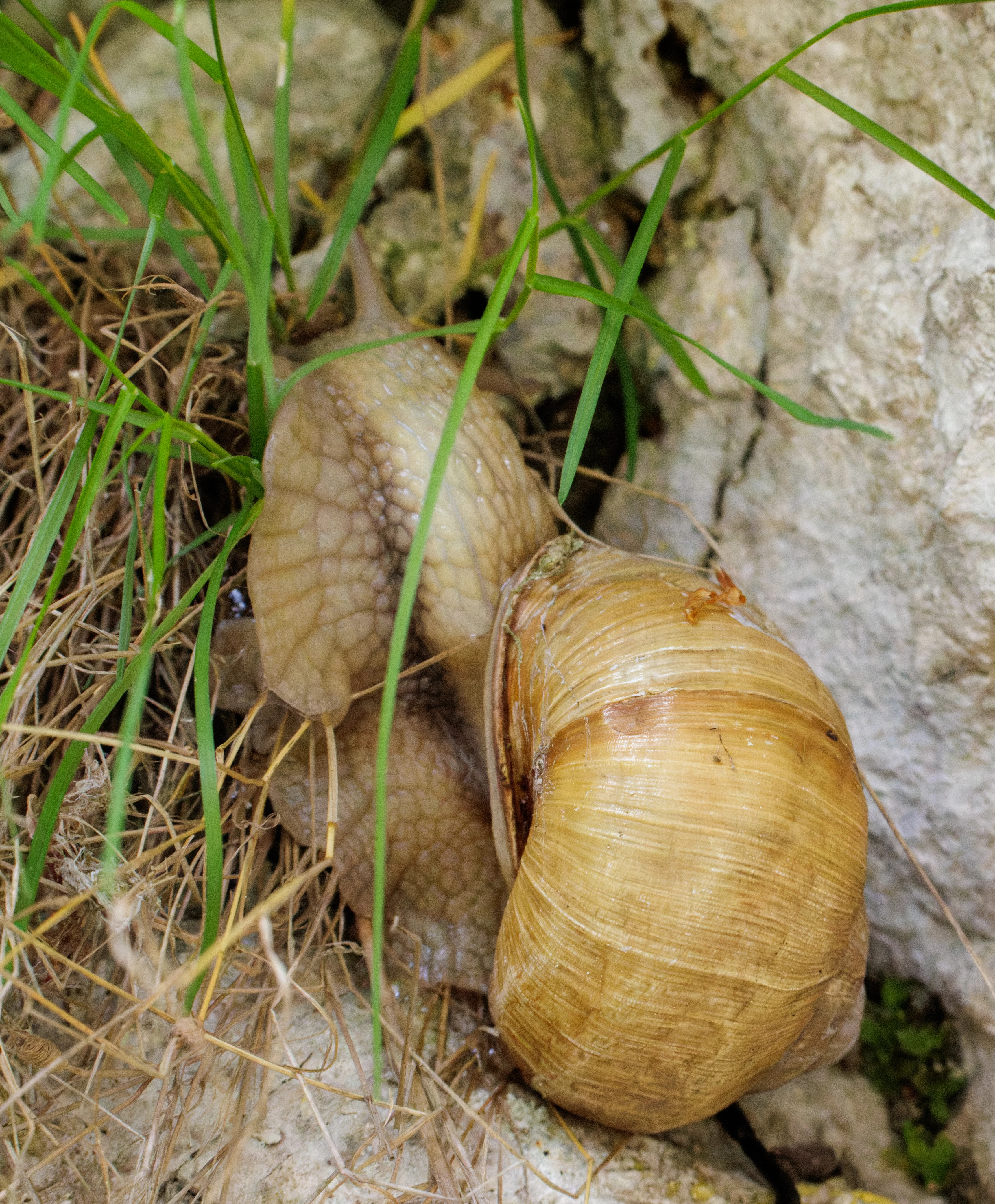 Roman Snail, Transylvania, Romania — photo by Orlando Prugel-Bennett