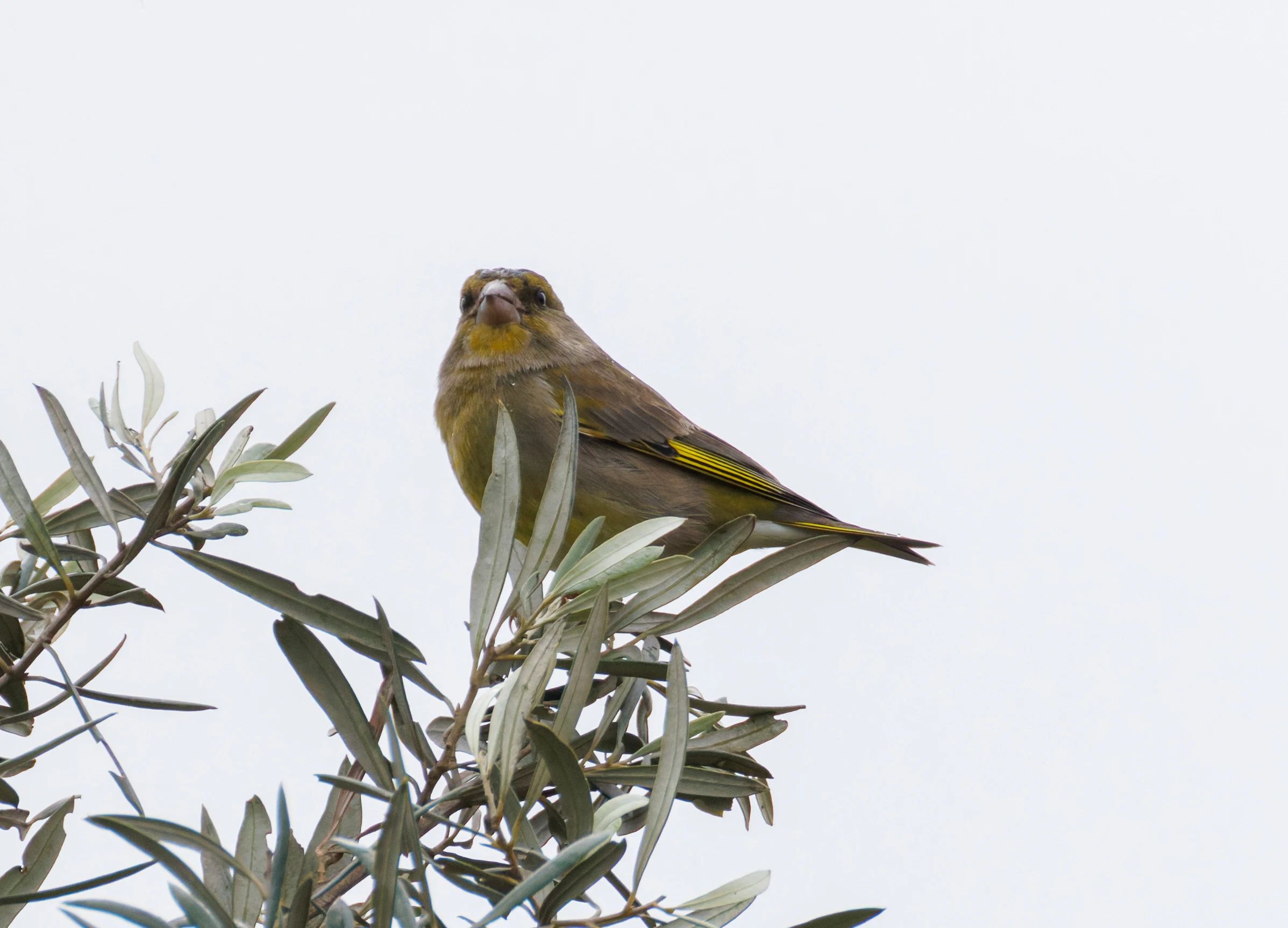 European Greenfinch, Clot de Galvany, Alicante, Spain — photo by Orlando Prugel-Bennett