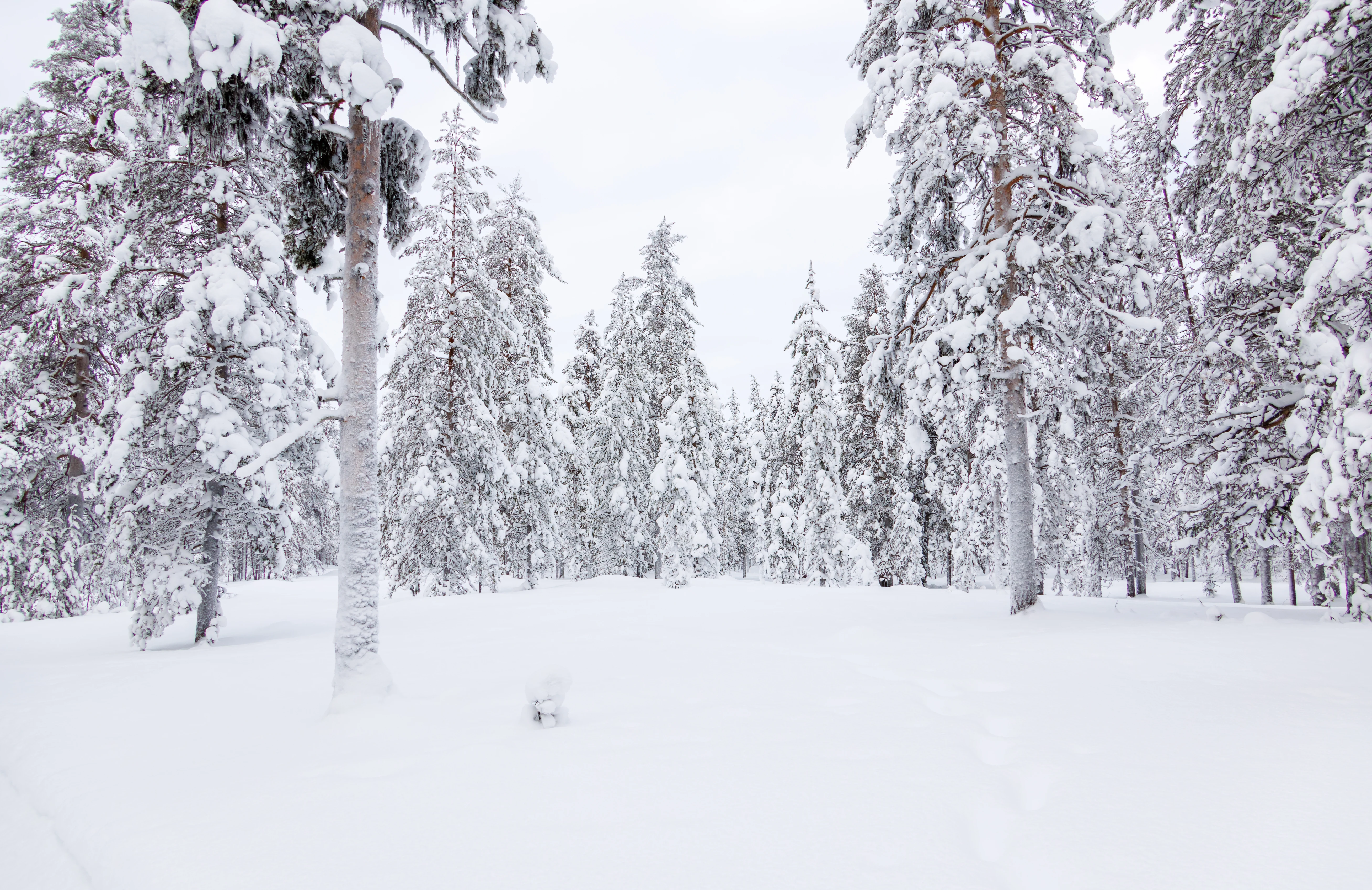 Forest, Ÿllas, Finland — photo by Orlando Prugel-Bennett