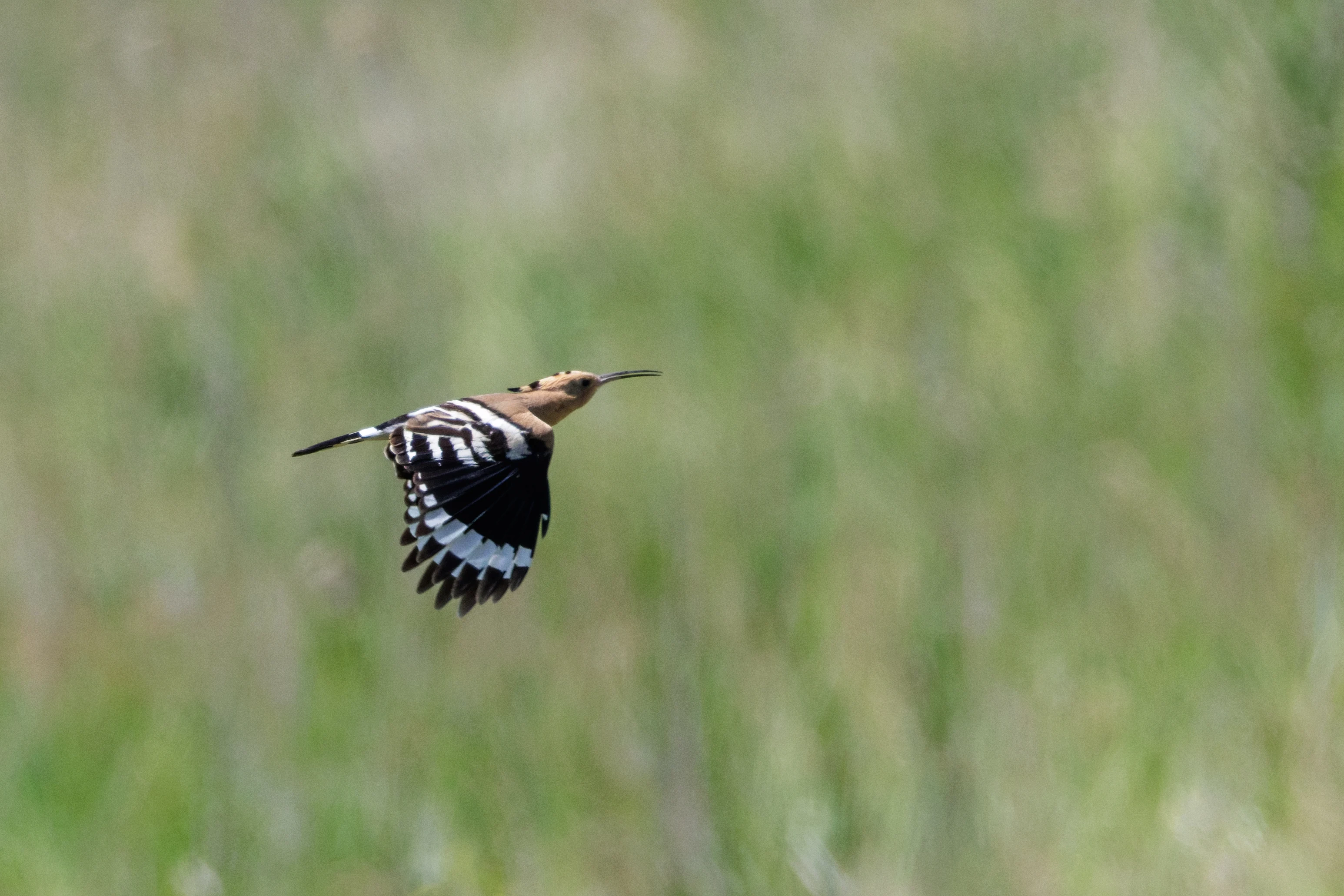 Eurasian Hoopoe, Romanian Steppe, Romania — photo by Orlando Prugel-Bennett