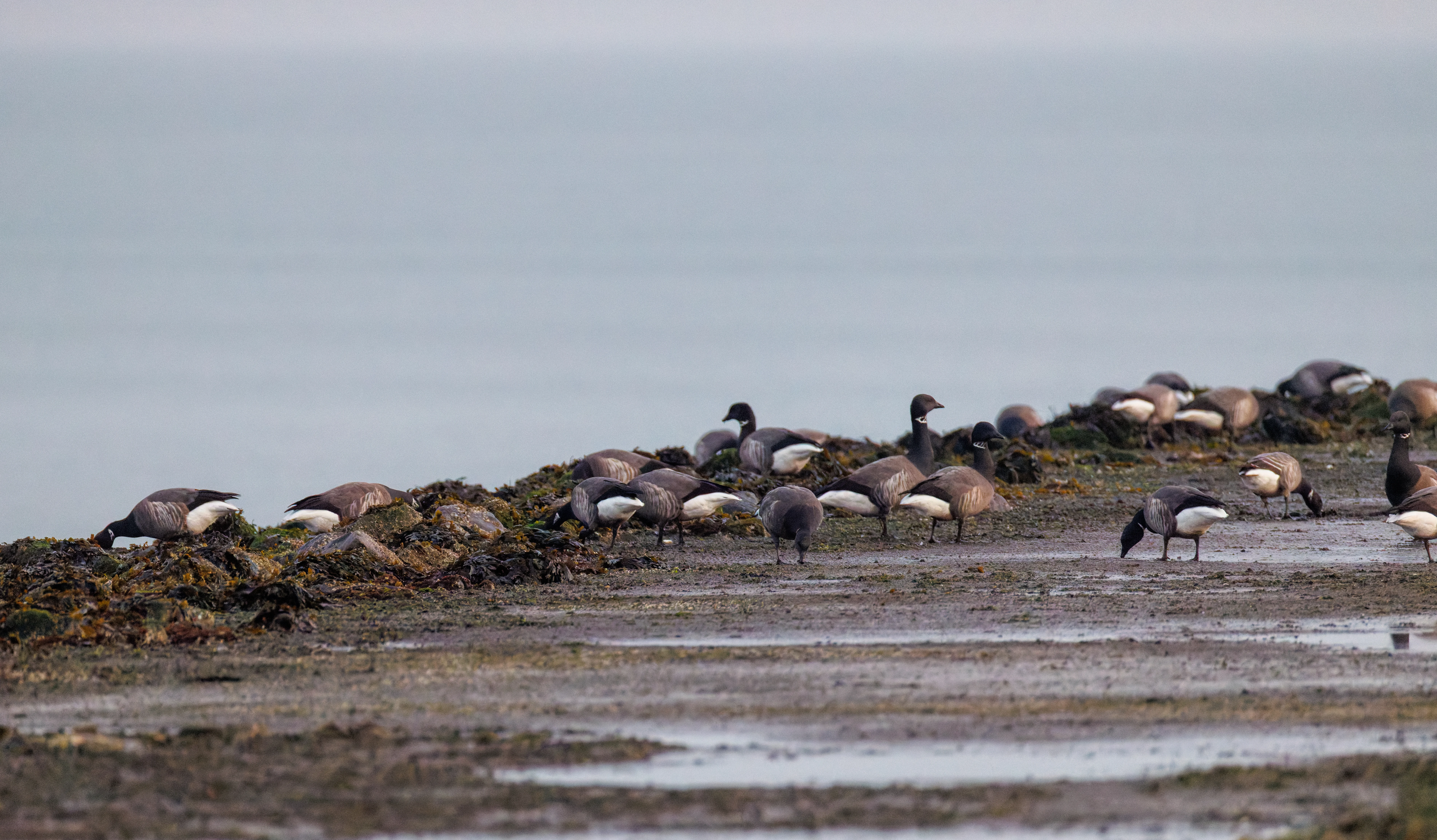 Brent Geese, Zeeland, Netherlands — photo by Orlando Prugel-Bennett