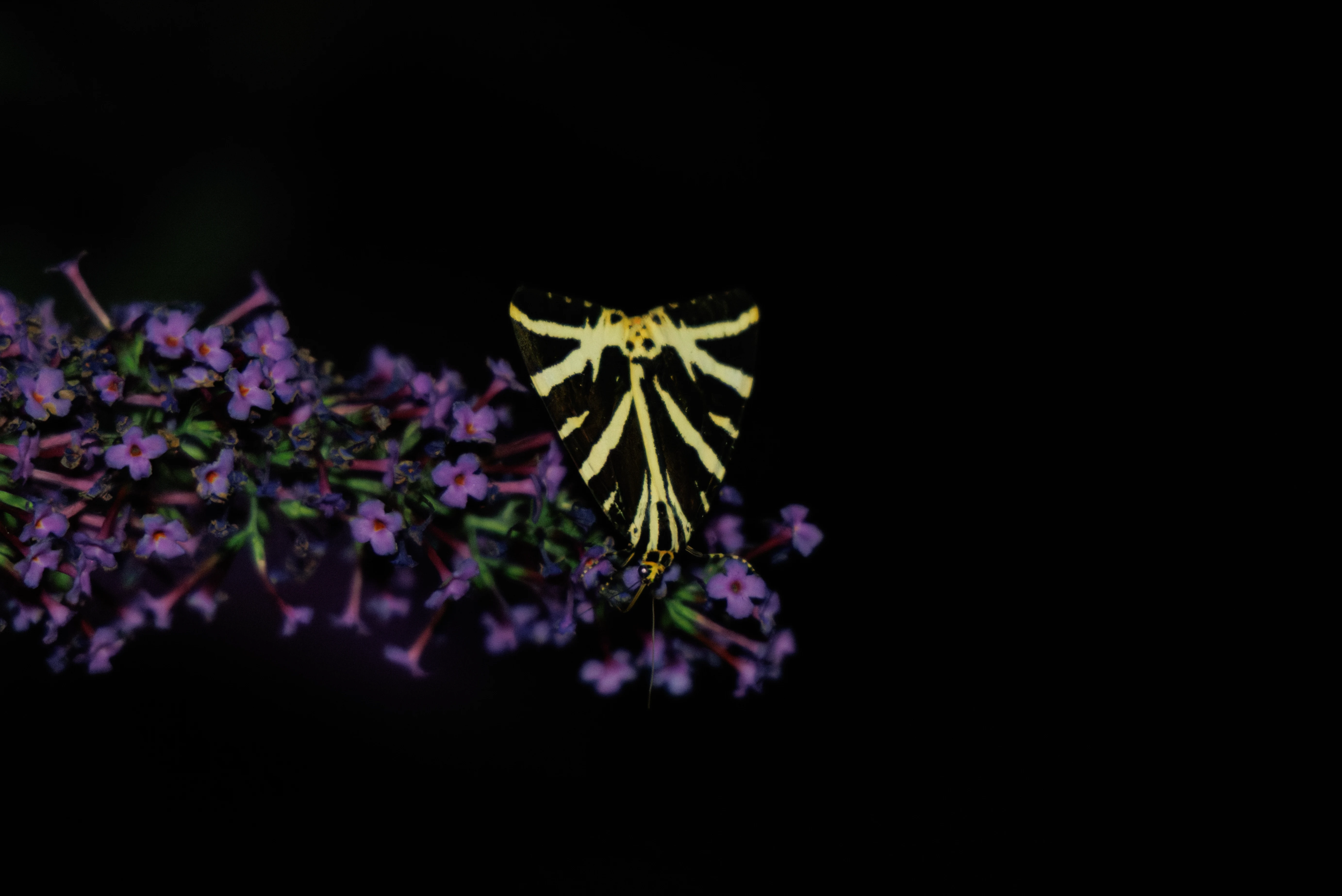 Jersey Tiger Moth, Eling, Hampshire, UK — photo by Orlando Prugel-Bennett