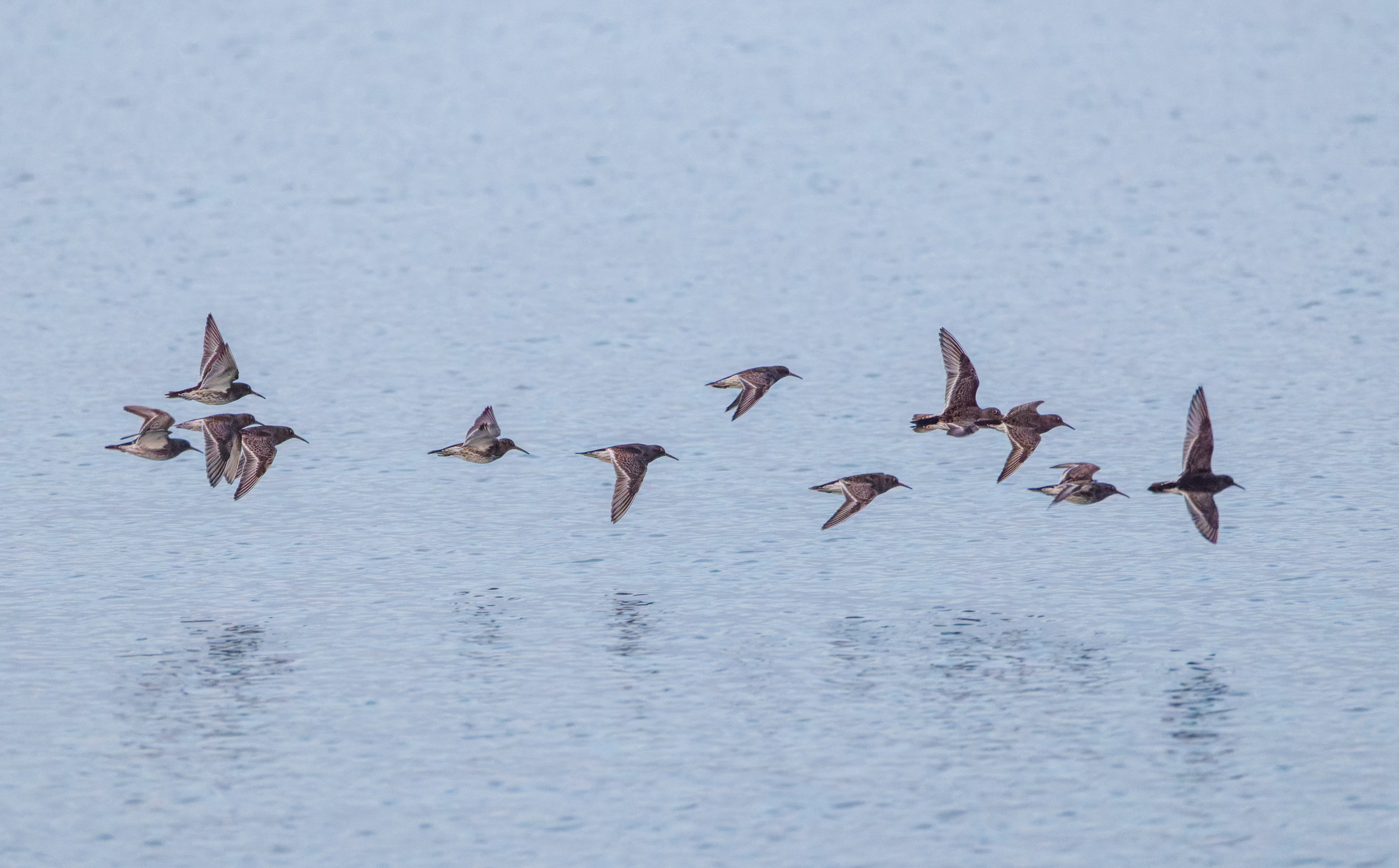Purple Sandpipers in flight, Zeeland, Netherlands — photo by Orlando Prugel-Bennett