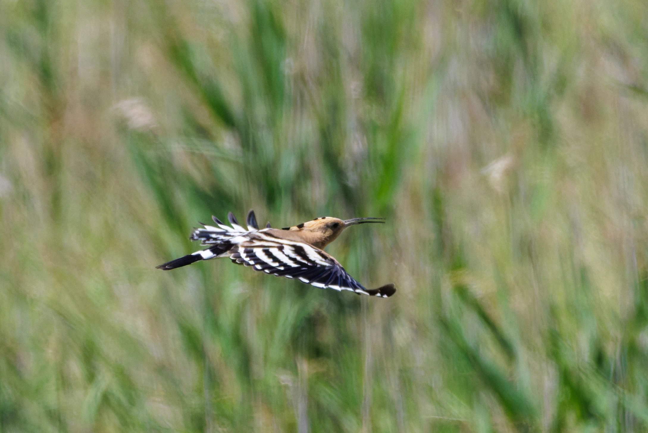 Eurasian Hoopoe, Romanian Steppe, Romania — photo by Orlando Prugel-Bennett