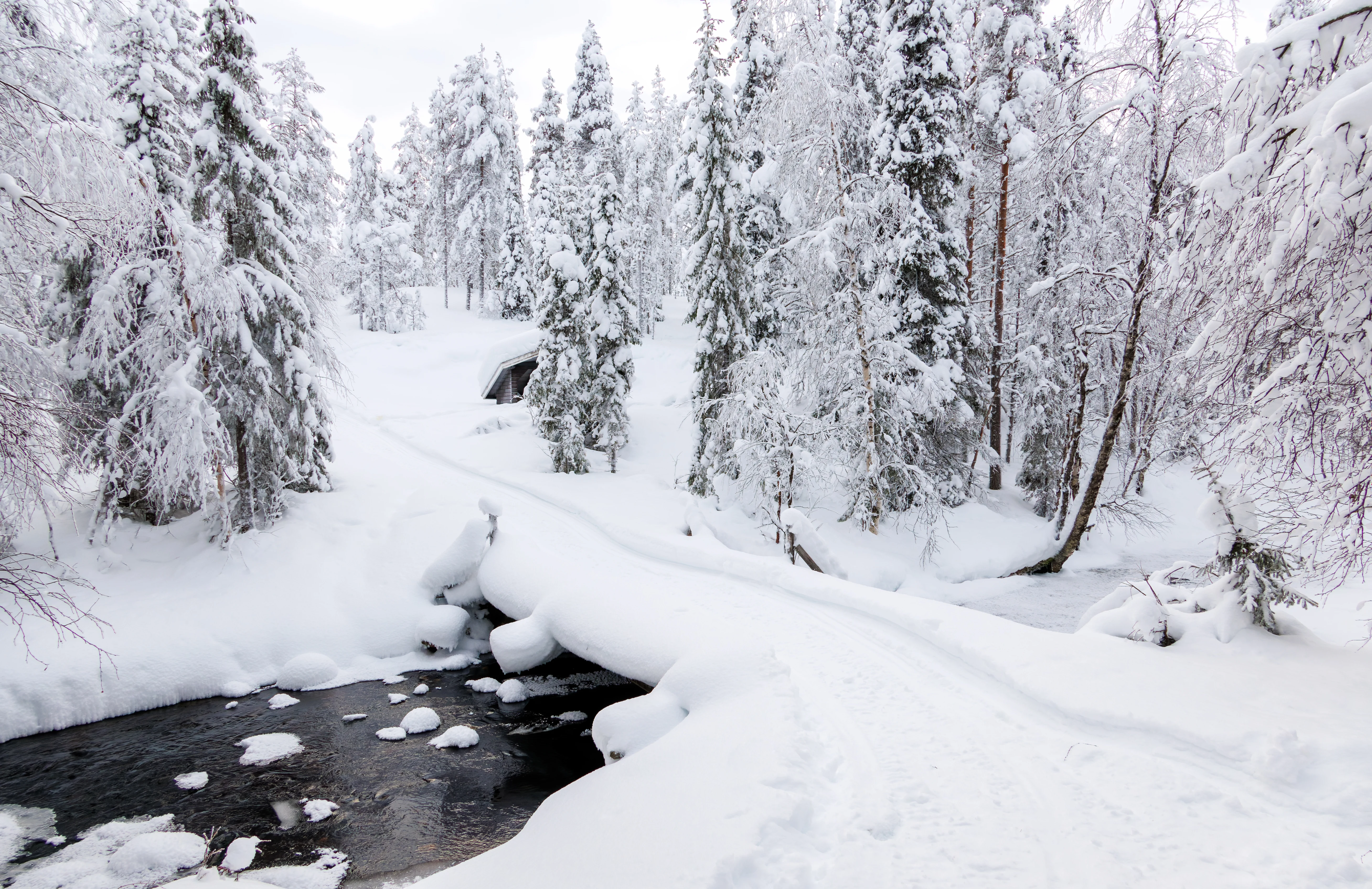 Forest, Ÿllas, Finland — photo by Orlando Prugel-Bennett
