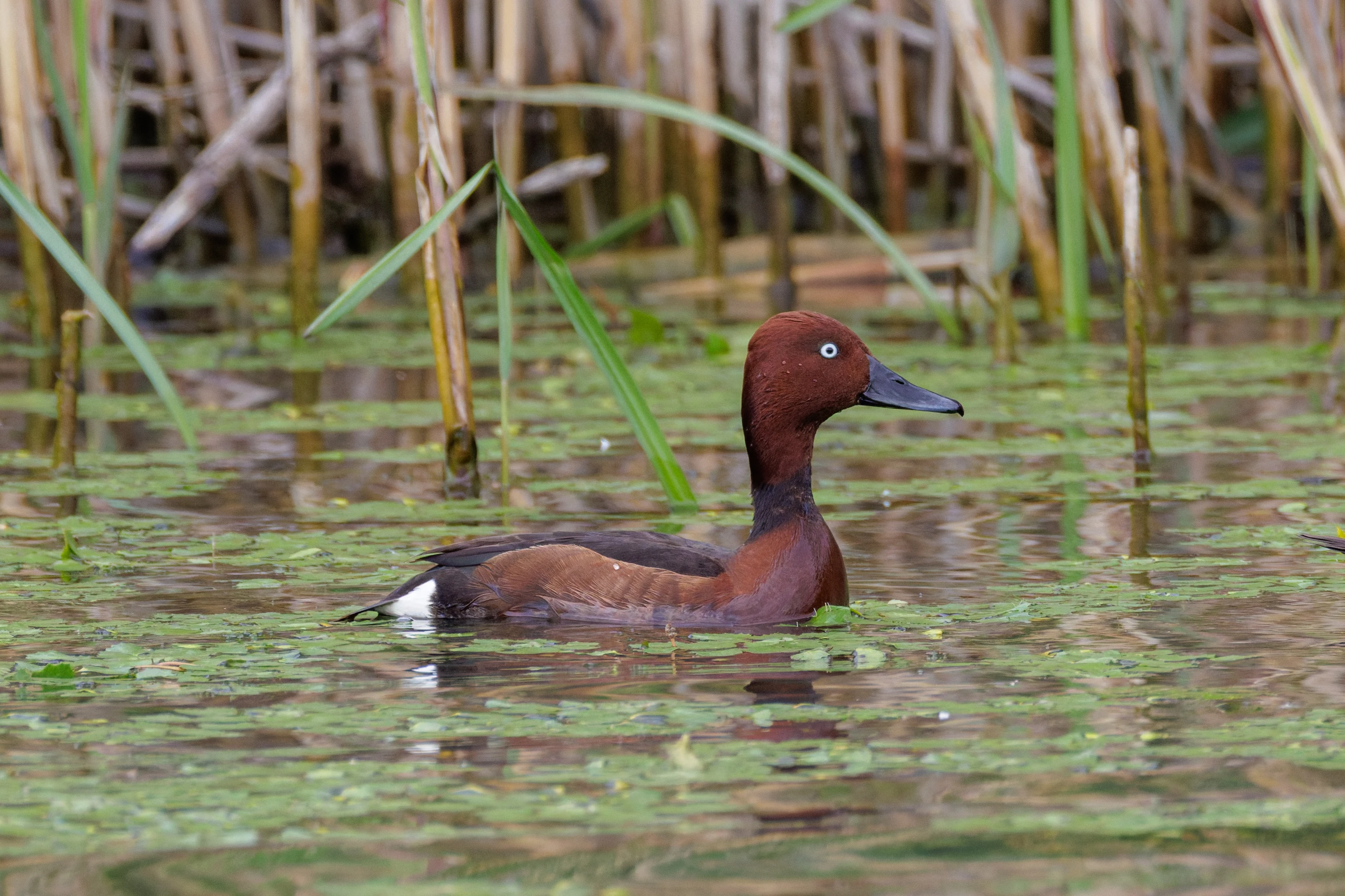 Ferruginous Duck, Danube Delta, Romania — photo by Orlando Prugel-Bennett