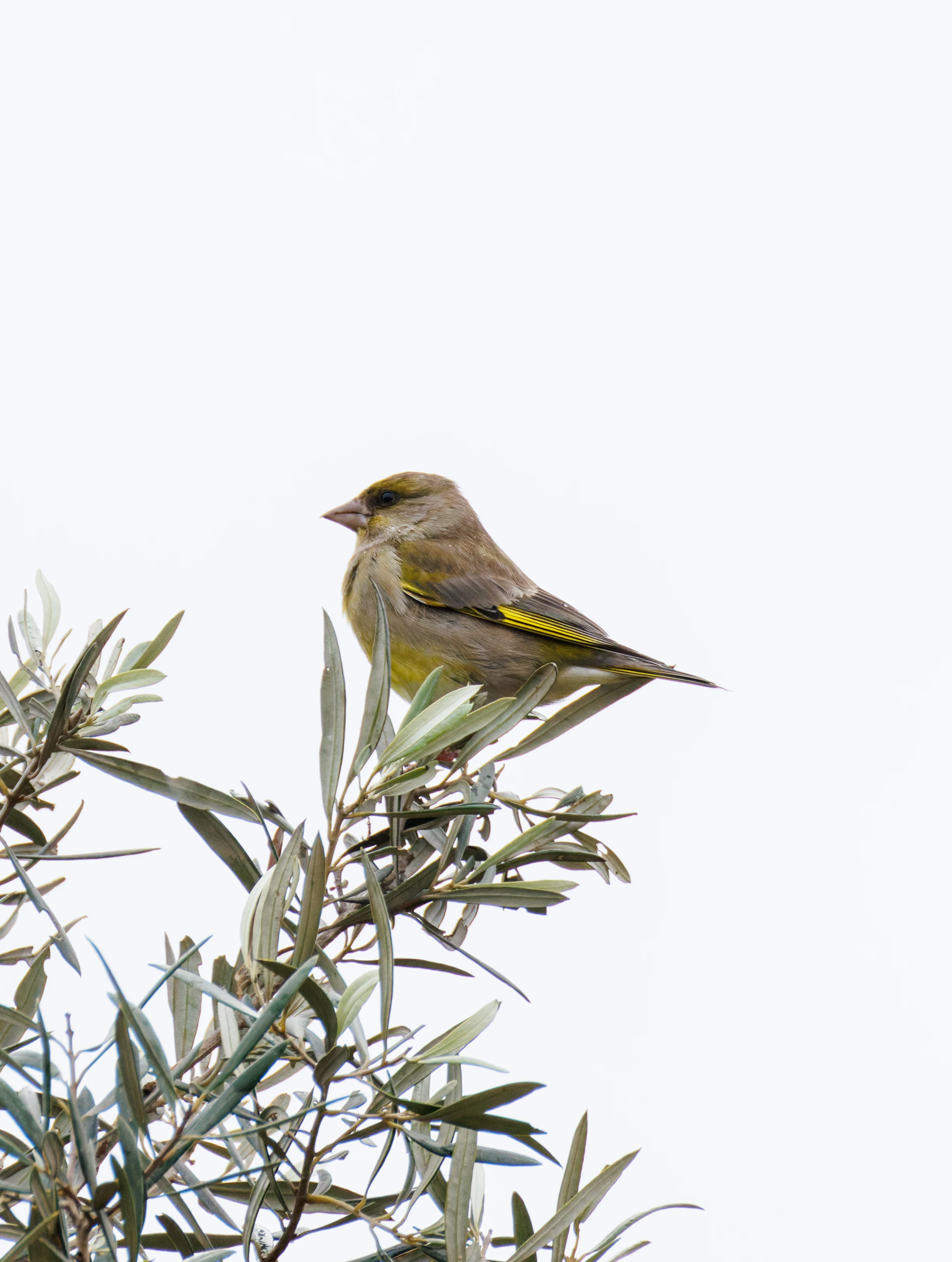European Greenfinch, Clot de Galvany, Alicante, Spain — photo by Orlando Prugel-Bennett