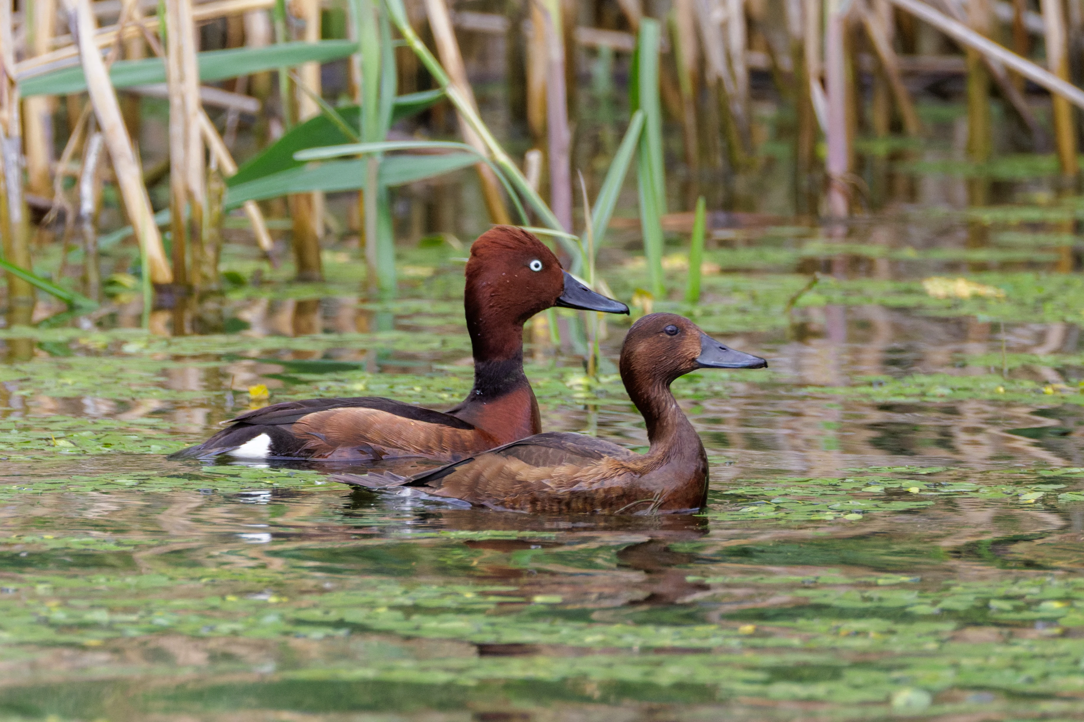 Ferruginous Duck, Danube Delta, Romania — photo by Orlando Prugel-Bennett
