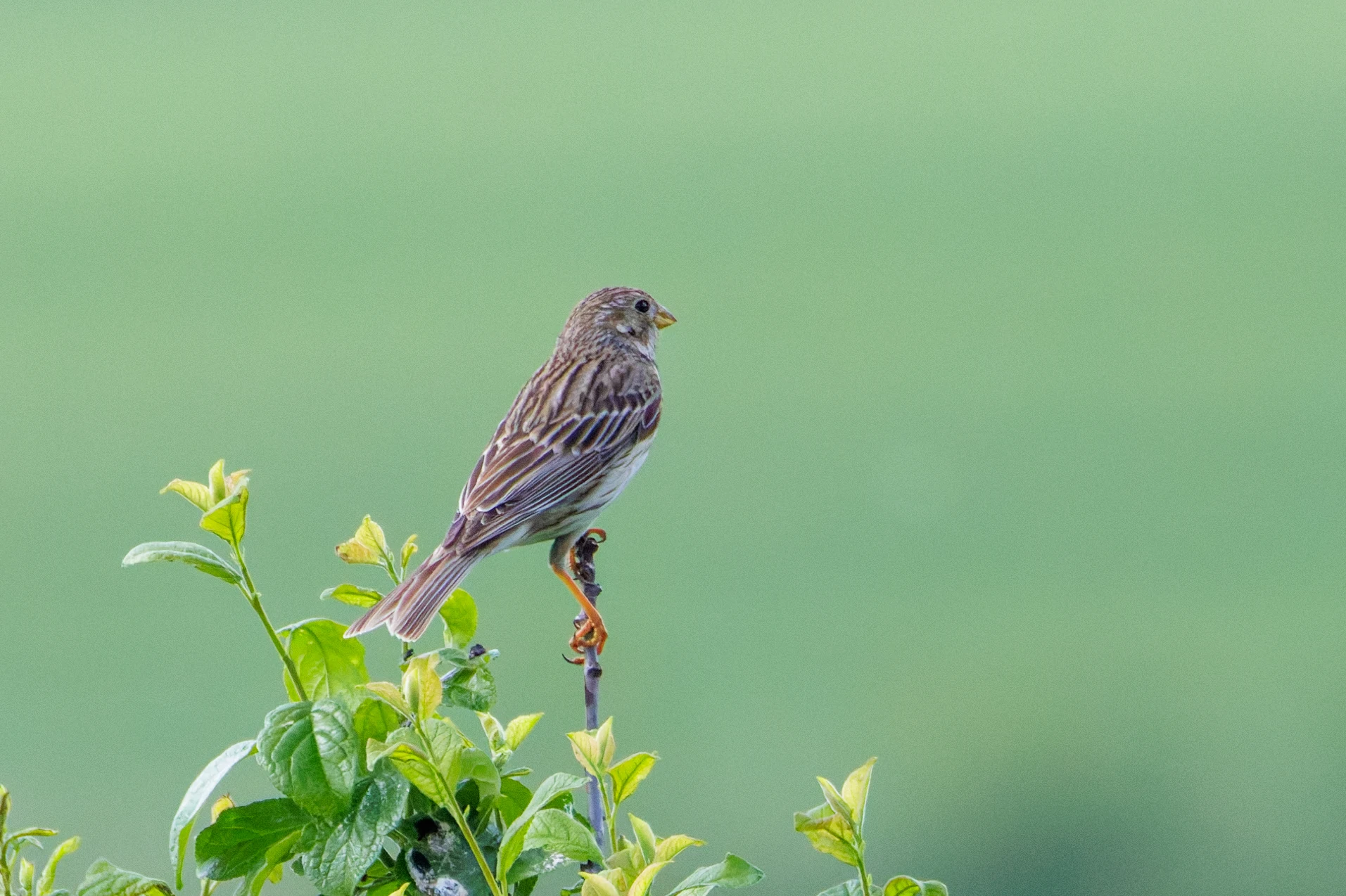 Corn Bunting, Romania — photo by Orlando Prugel-Bennett
