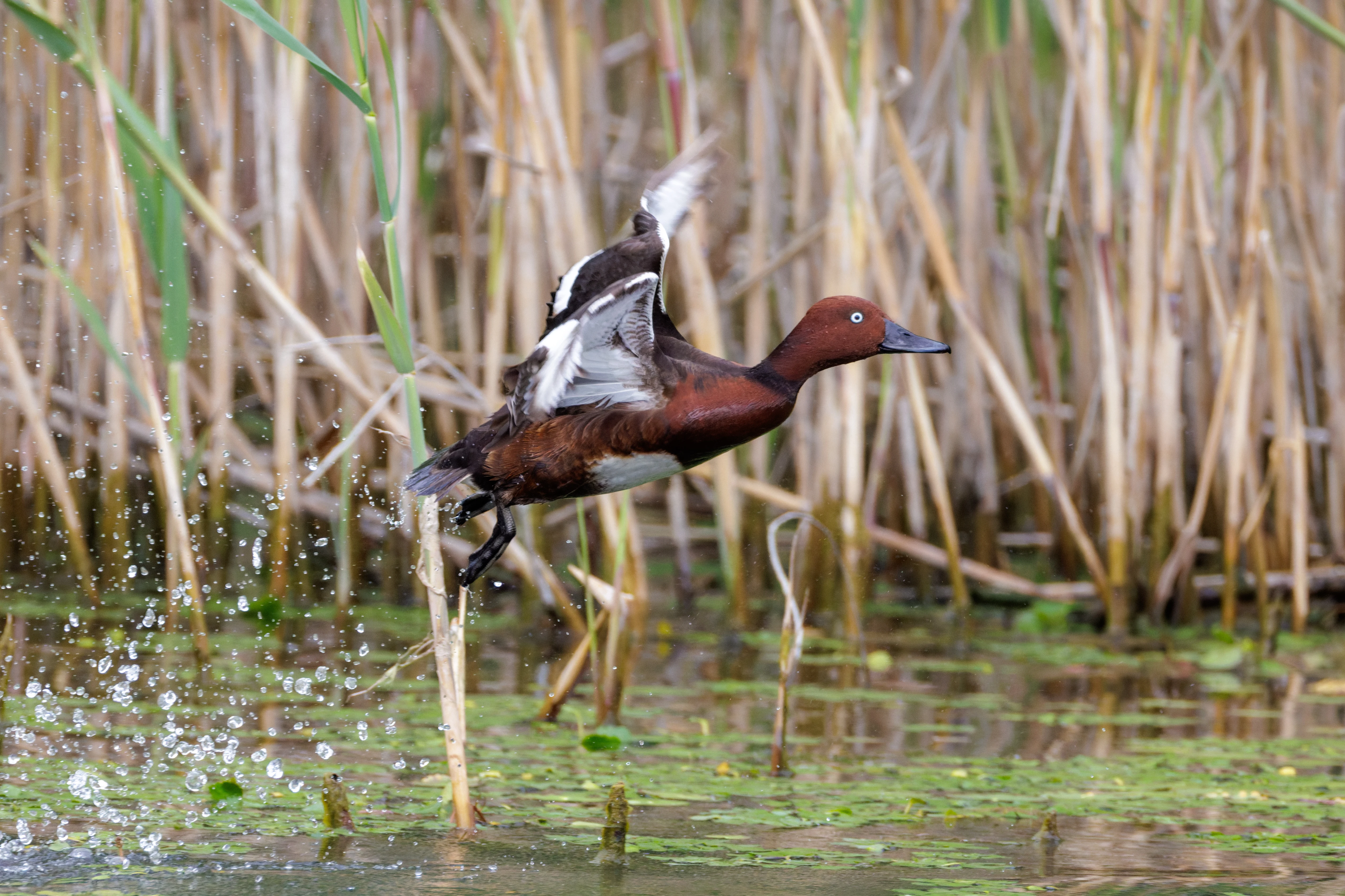 Ferruginous Duck, Danube Delta, Romania — photo by Orlando Prugel-Bennett