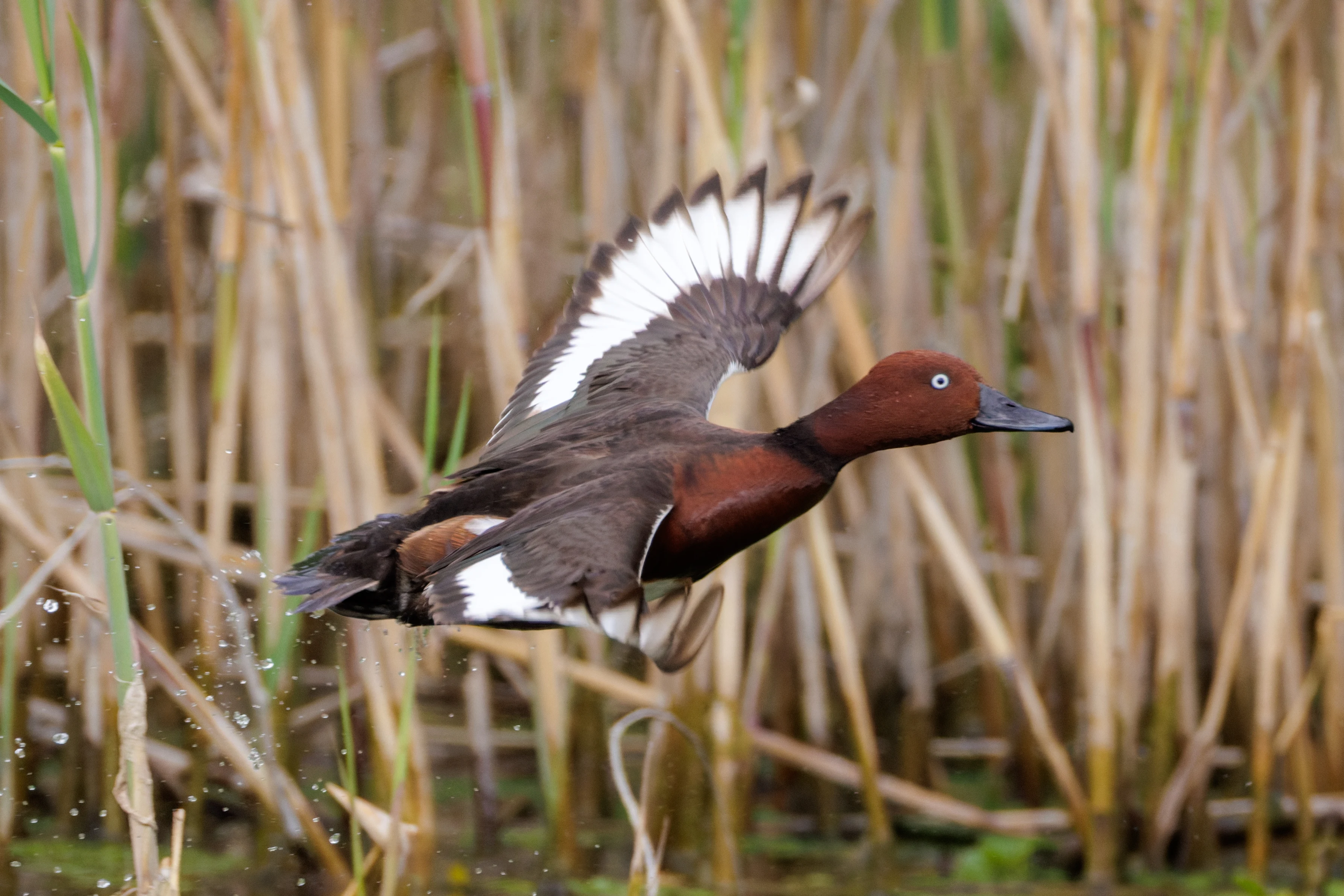 Ferruginous Duck, Danube Delta, Romania — photo by Orlando Prugel-Bennett