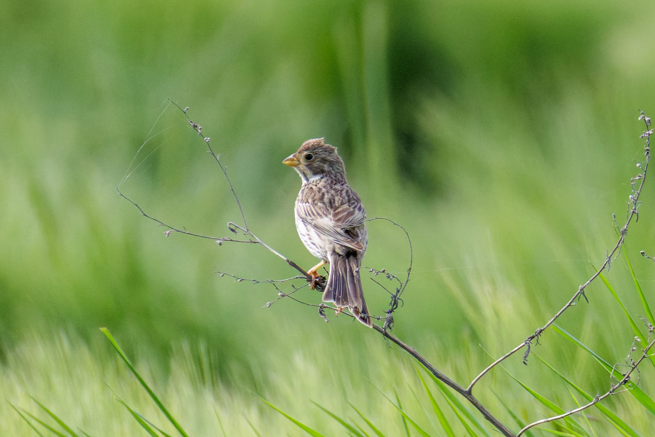 Corn Bunting, Romania — photo by Orlando Prugel-Bennett