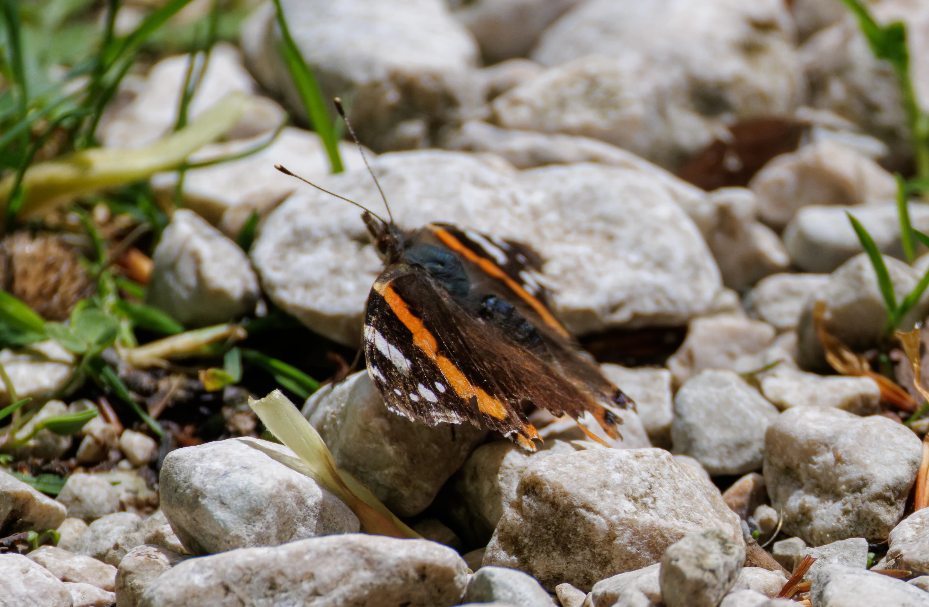 Red Admiral butterfly, Transylvania, Romania — photo by Orlando Prugel-Bennett