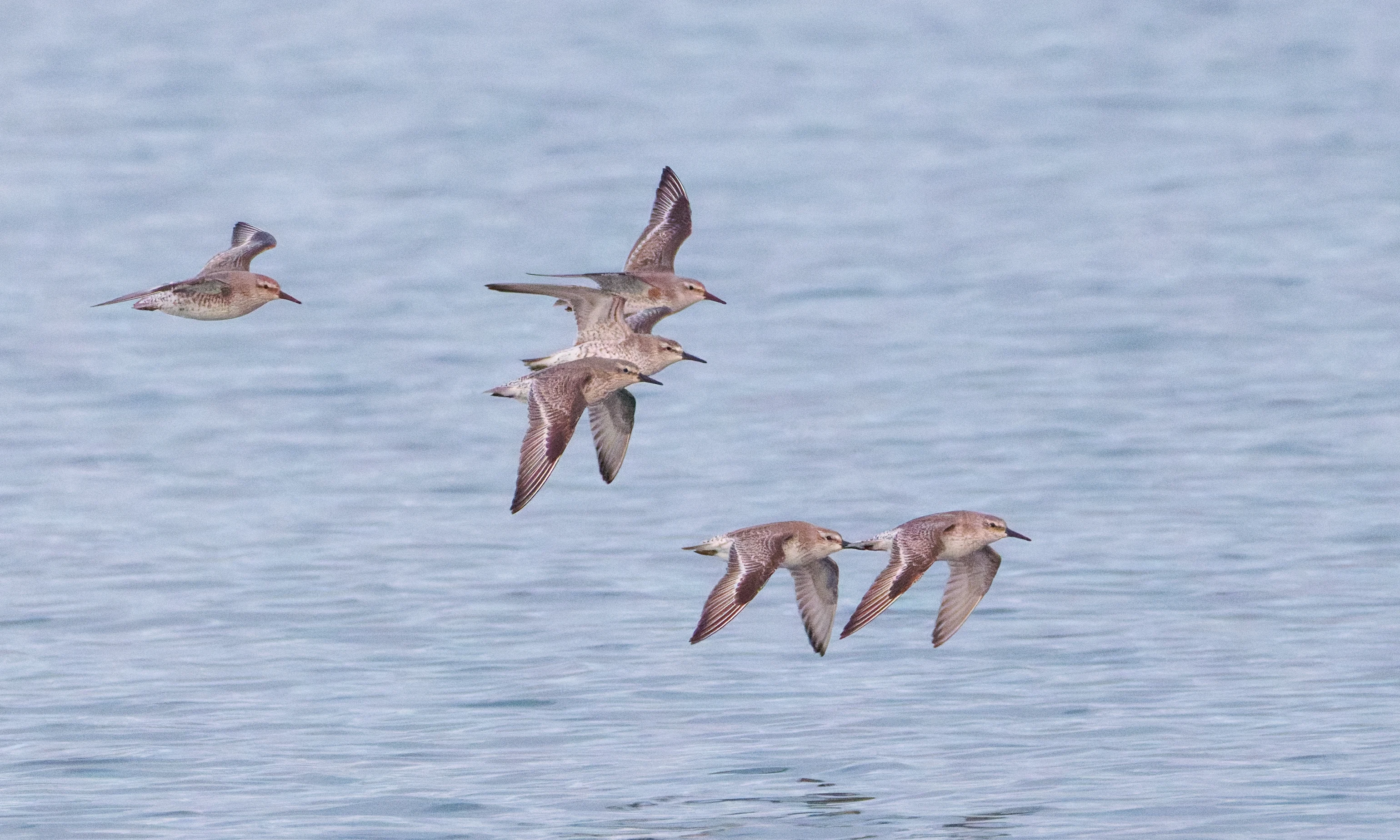 Purple Sandpipers, Zeeland, Netherlands — photo by Orlando Prugel-Bennett