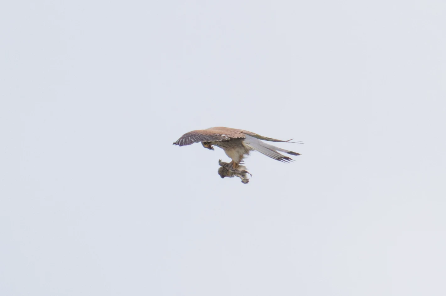 Kestrel with prey, Romania — photo by Orlando Prugel-Bennett