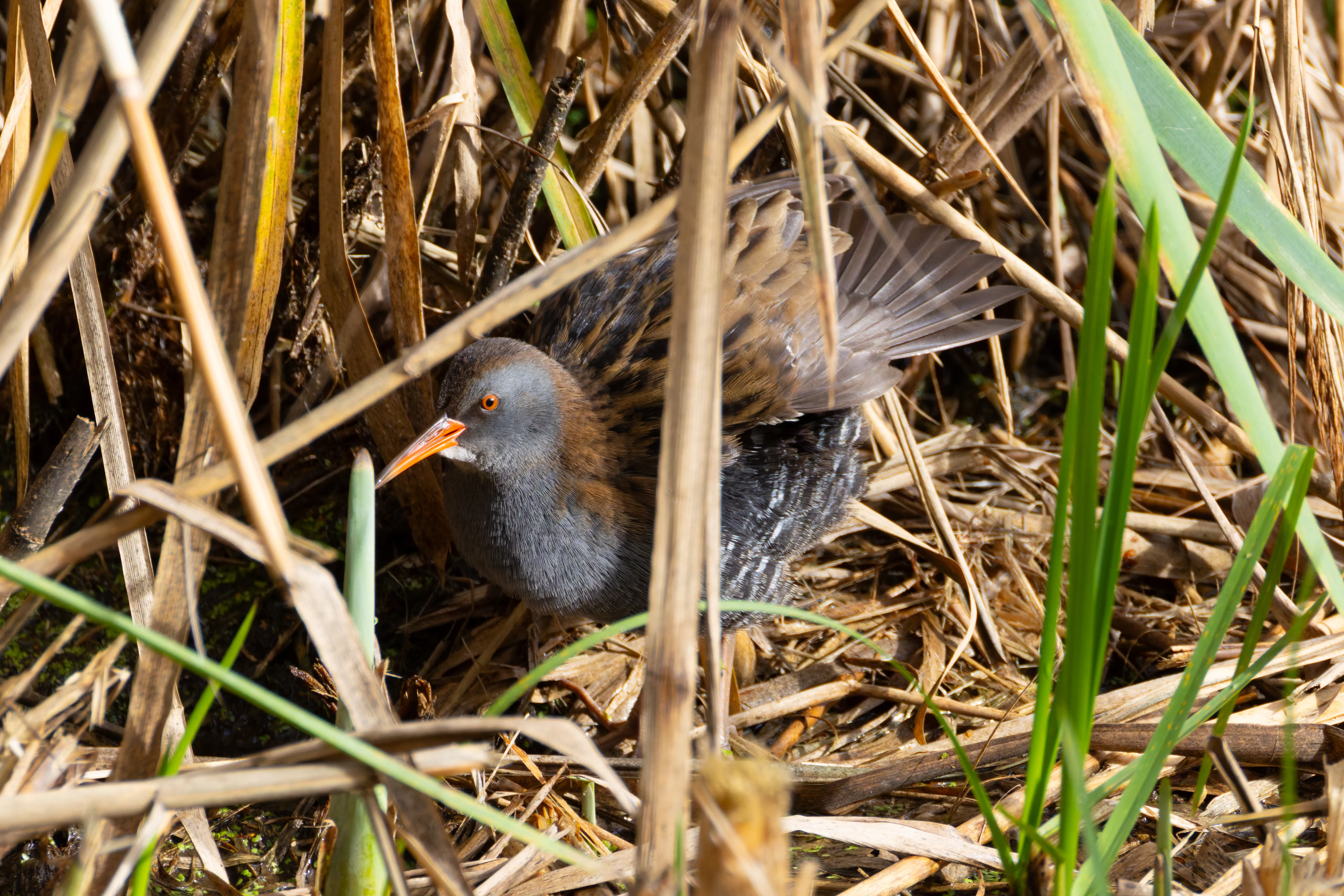 Water Rail, Blashford Lakes, Hampshire, UK — photo by Orlando Prugel-Bennett
