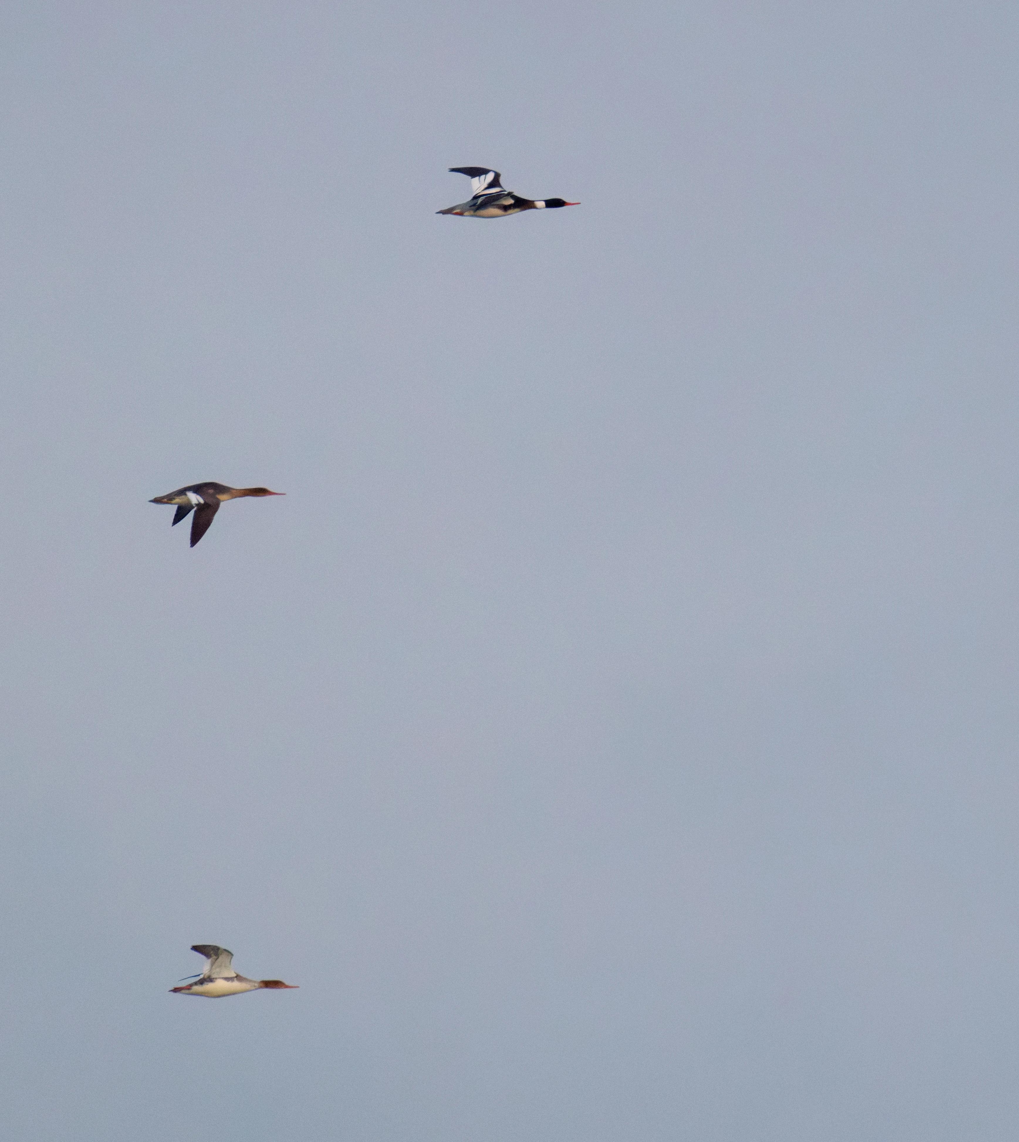 Red-breasted Mergansers, Zeeland, Netherlands — photo by Orlando Prugel-Bennett