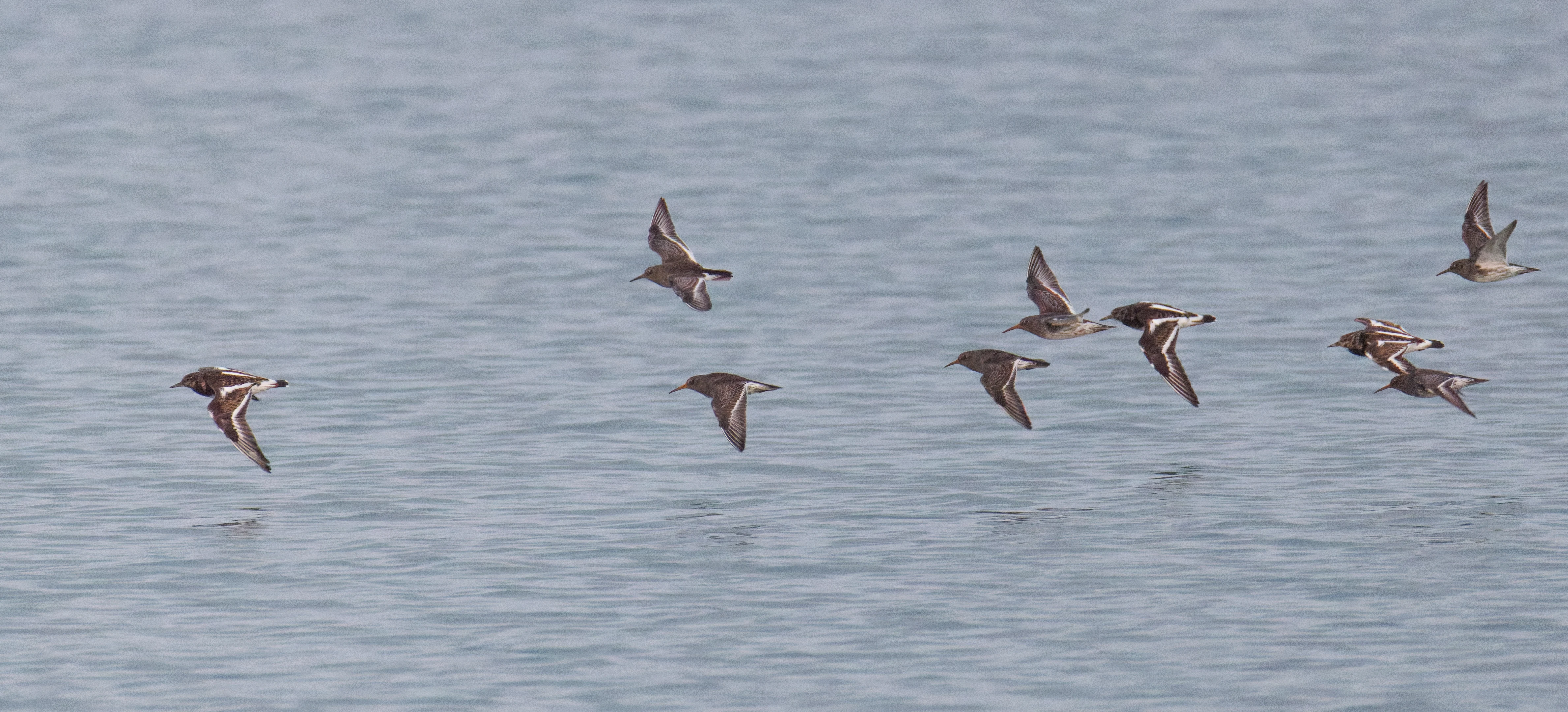 Purple Sandpipers, Zeeland, Netherlands — photo by Orlando Prugel-Bennett