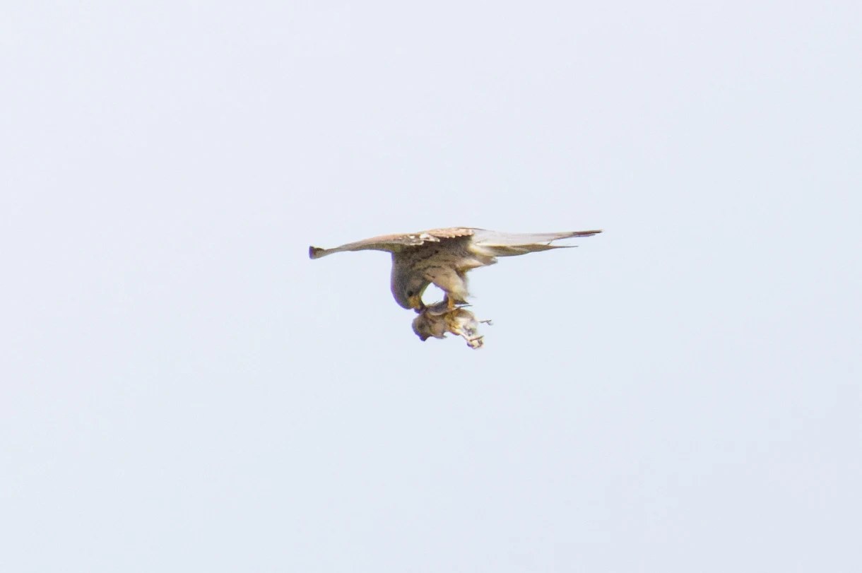 Kestrel with prey, Romania — photo by Orlando Prugel-Bennett