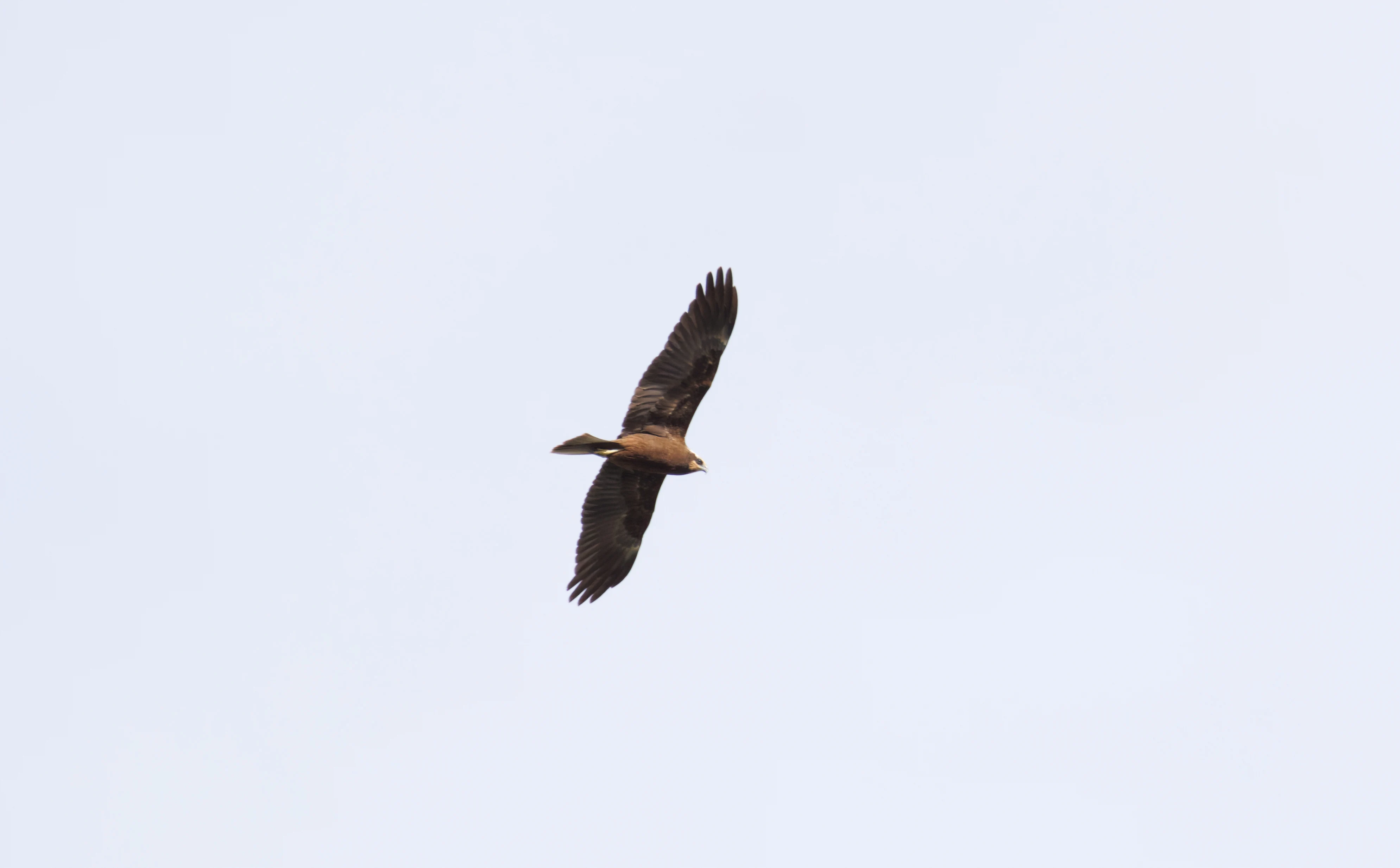 Western Marsh Harrier, El Hondo, Spain — photo by Orlando Prugel-Bennett