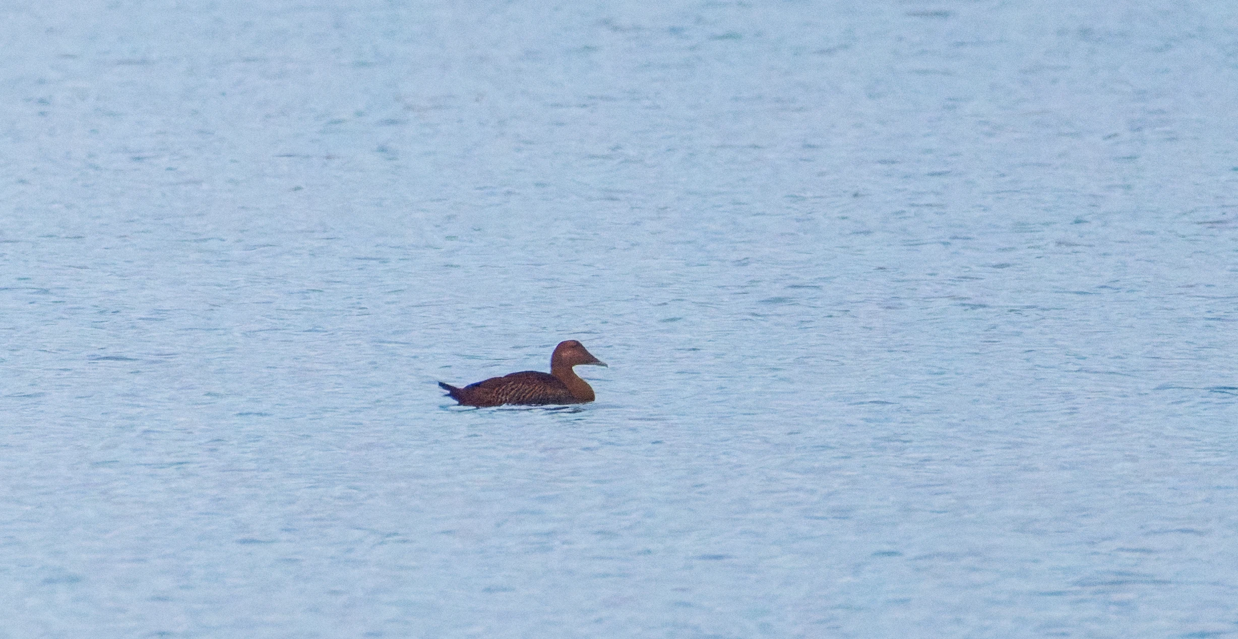 Female Common Eider, Zeeland, Netherlands — photo by Orlando Prugel-Bennett