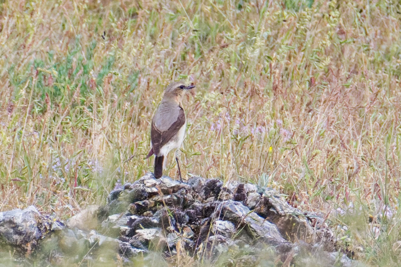 Northern Wheatear, Romania — photo by Orlando Prugel-Bennett