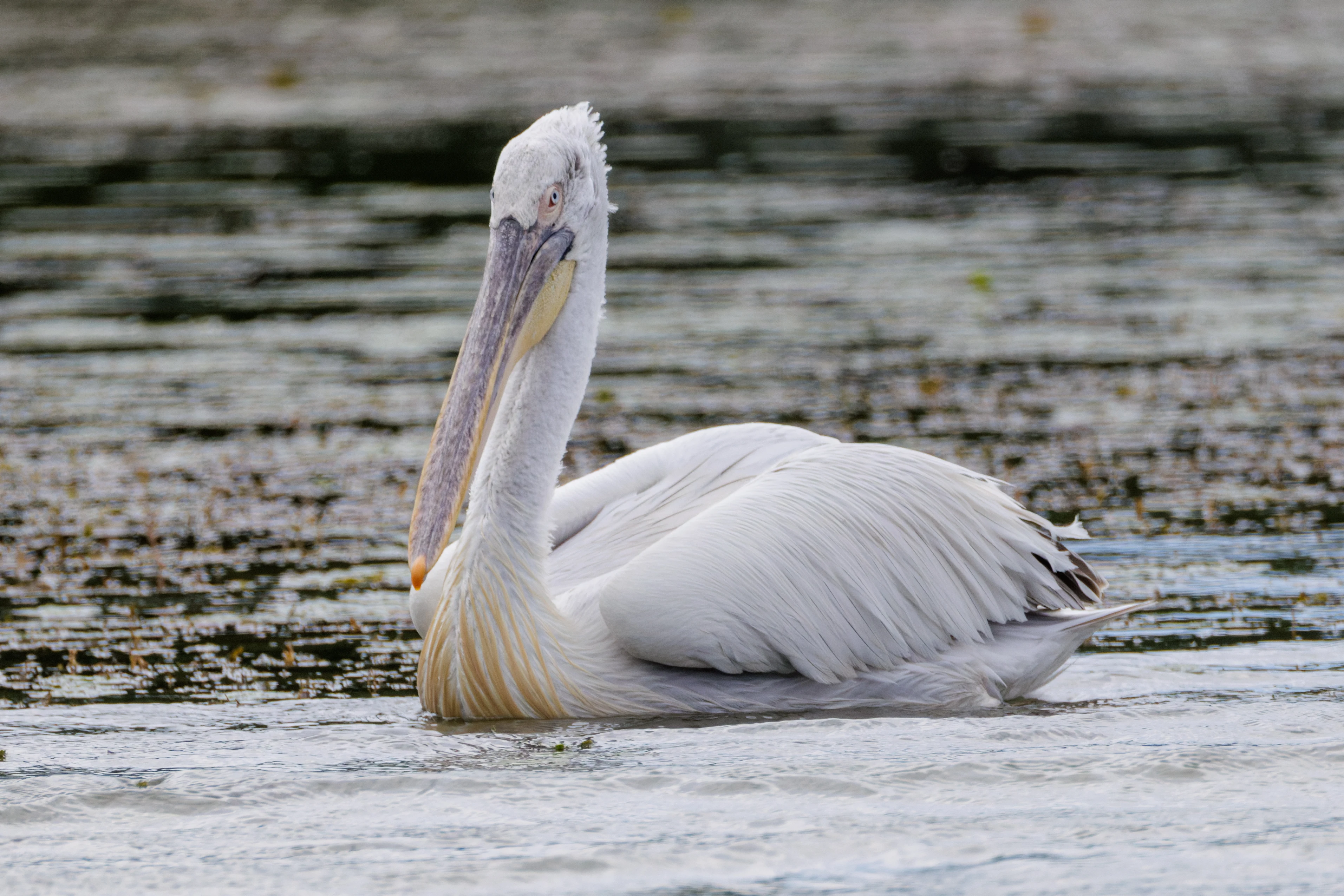 Dalmatian Pelican, Danube Delta, Romania — photo by Orlando Prugel-Bennett