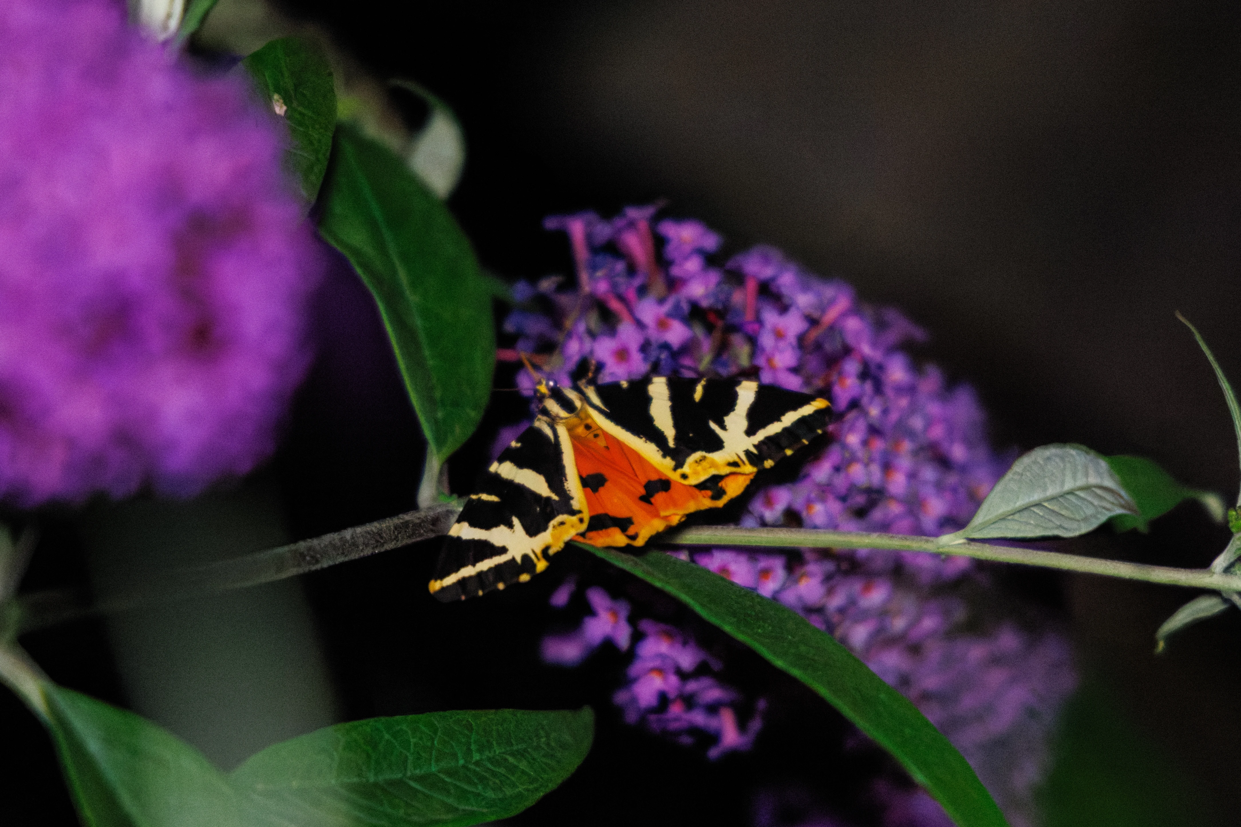 Jersey Tiger Moth, Eling, Hampshire, UK — photo by Orlando Prugel-Bennett