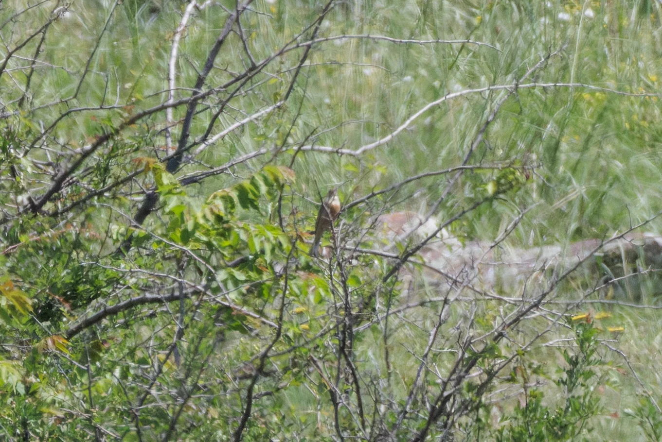 Ortolan Bunting, Romanian Steppe, Romania — photo by Orlando Prugel-Bennett