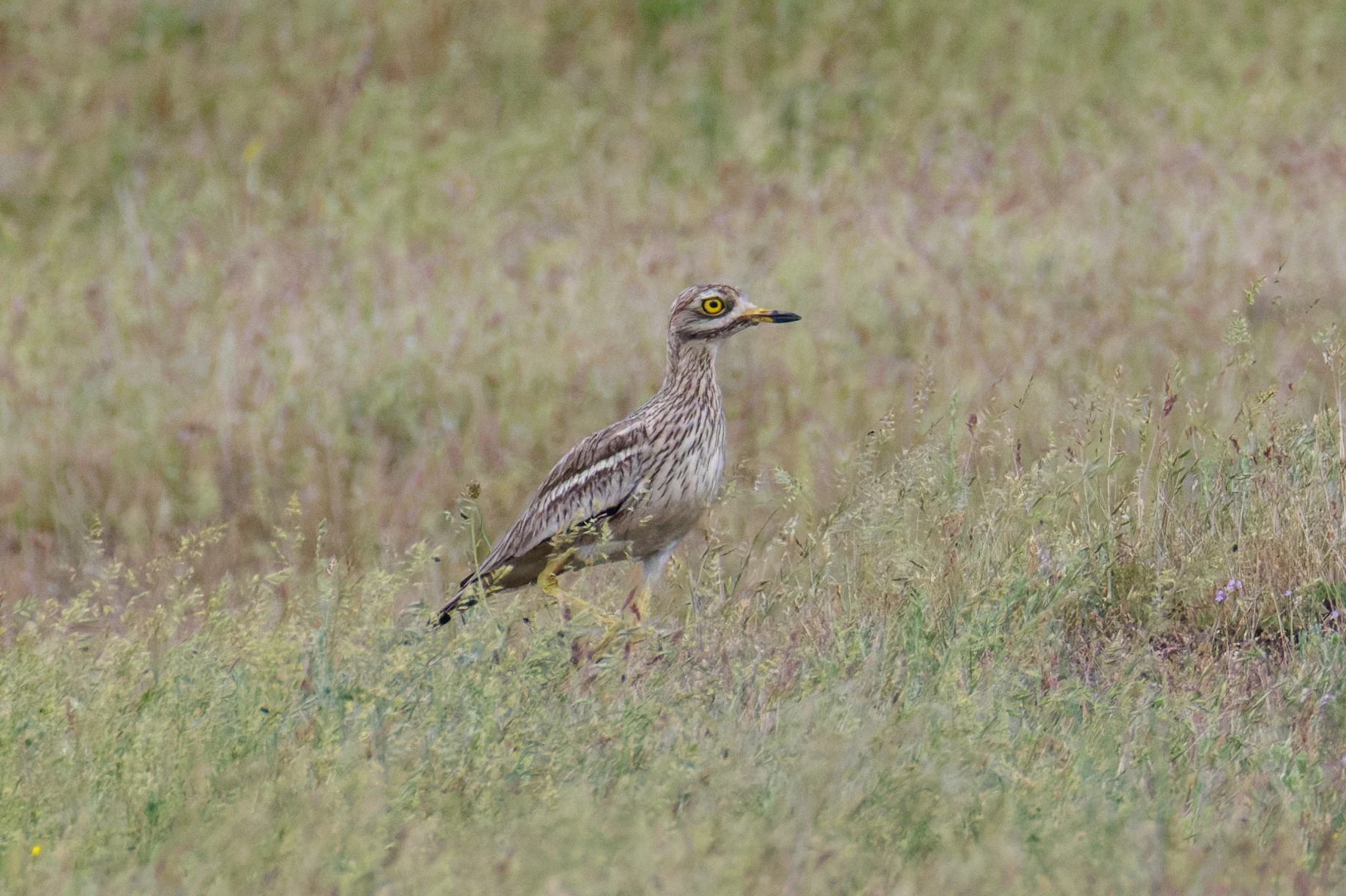 Eurasian Stone-curlew, Romania — photo by Orlando Prugel-Bennett