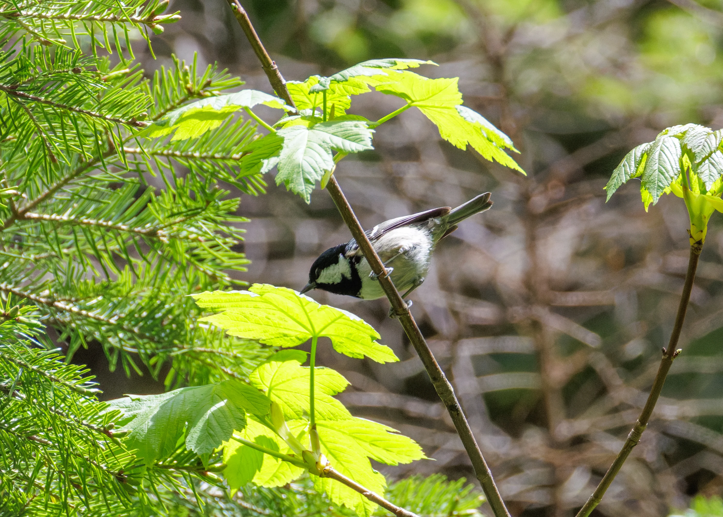 Coal Tit, Transylvania, Romania — photo by Orlando Prugel-Bennett