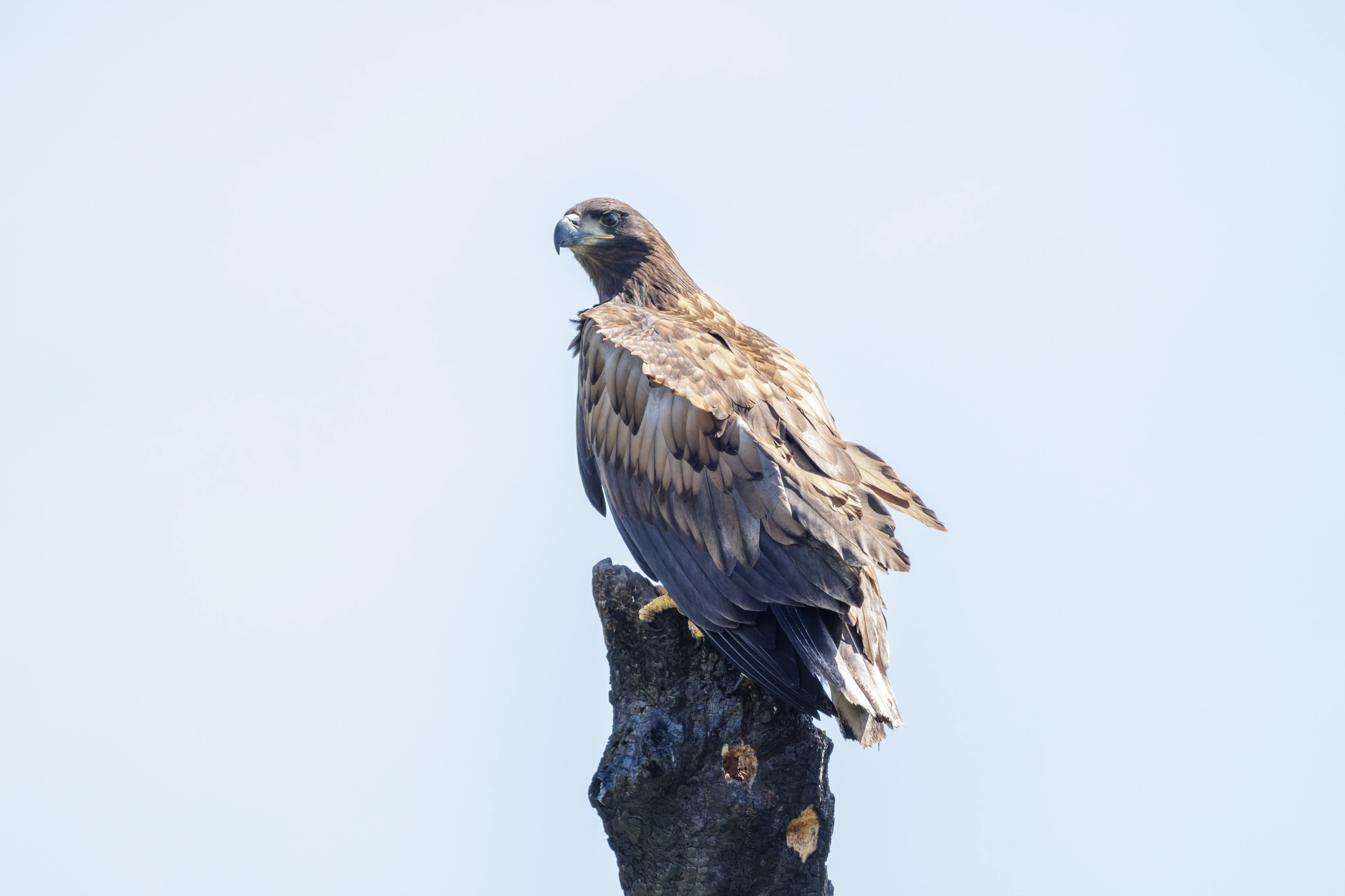 White-tailed Eagle, Danube Delta, Romania — photo by Orlando Prugel-Bennett