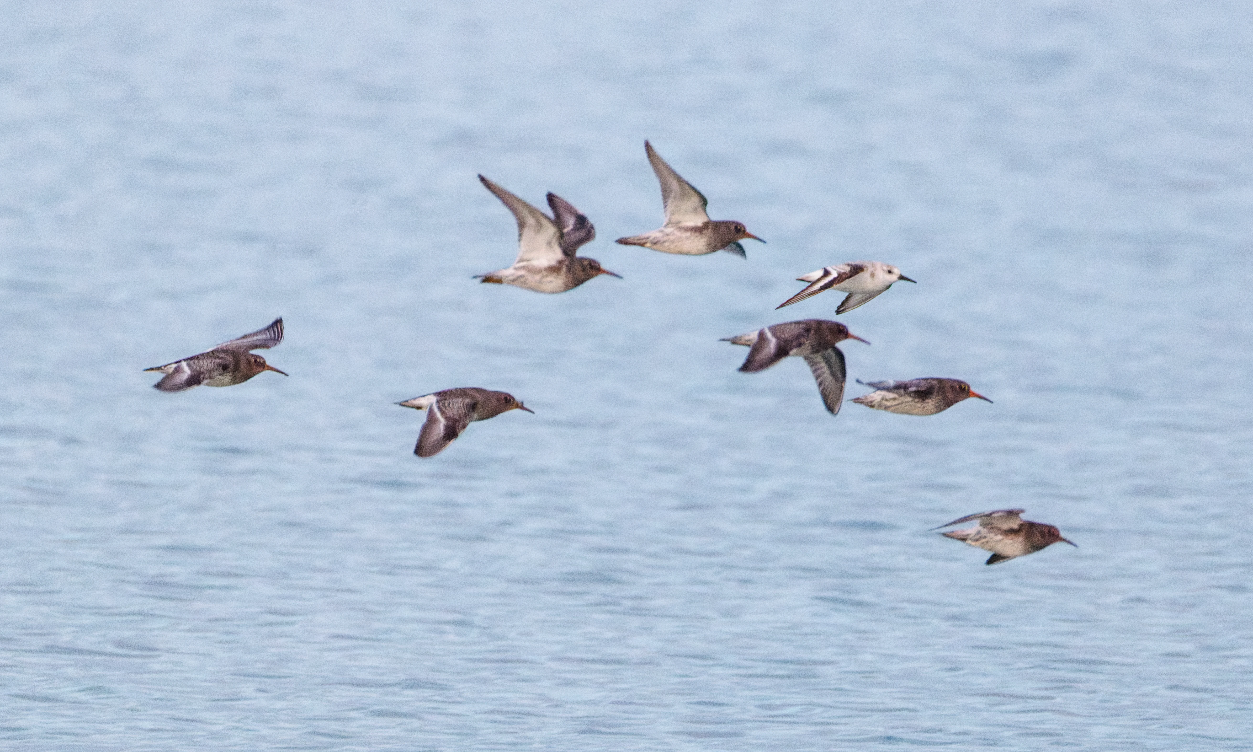 Purple Sandpipers and Sanderling in flight, Zeeland, Netherlands — photo by Orlando Prugel-Bennett
