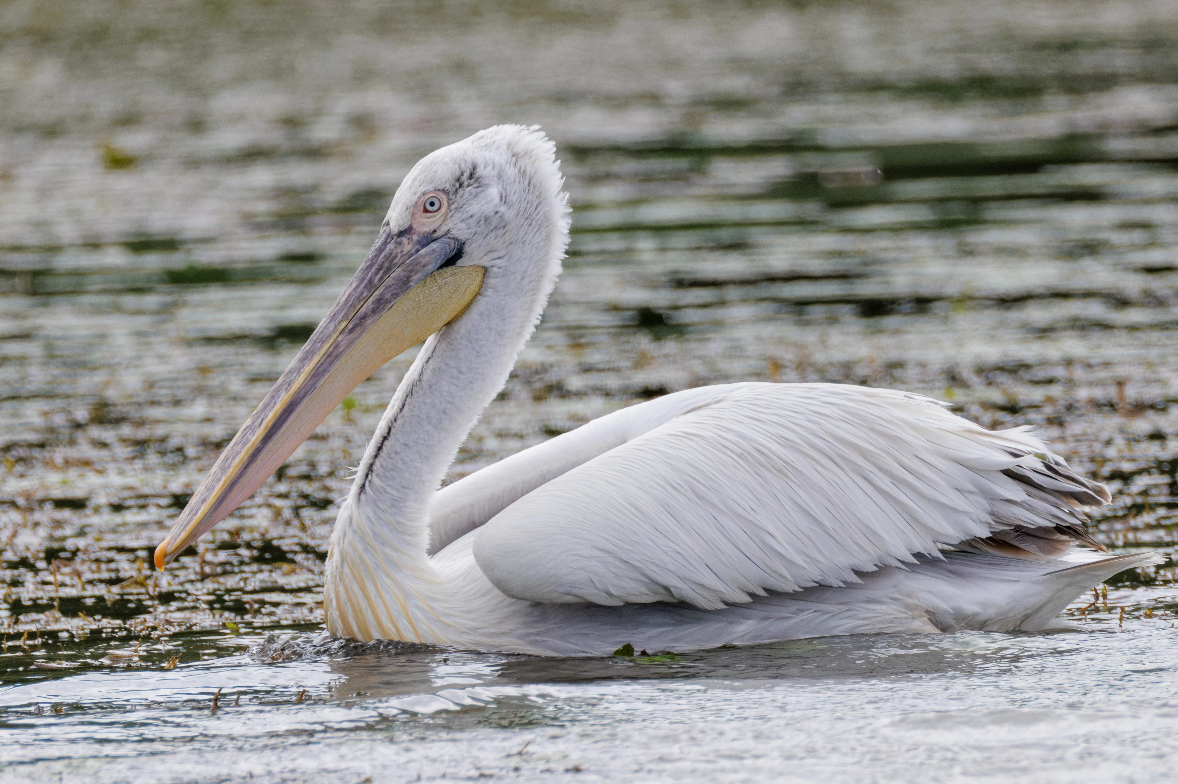 Dalmatian Pelican, Danube Delta, Romania — photo by Orlando Prugel-Bennett