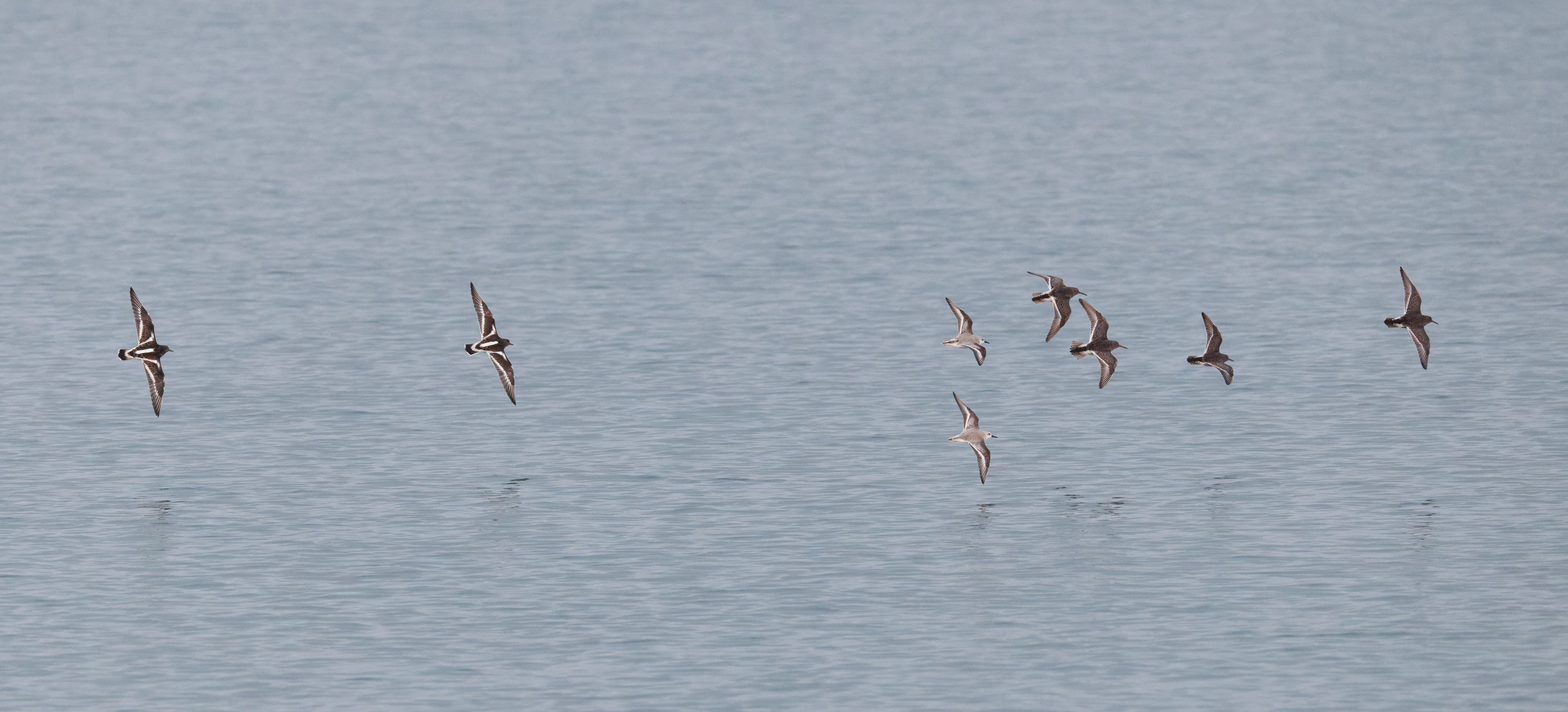 Ruddy Turnstones and Dunlins in flight, Zeeland, Netherlands — photo by Orlando Prugel-Bennett