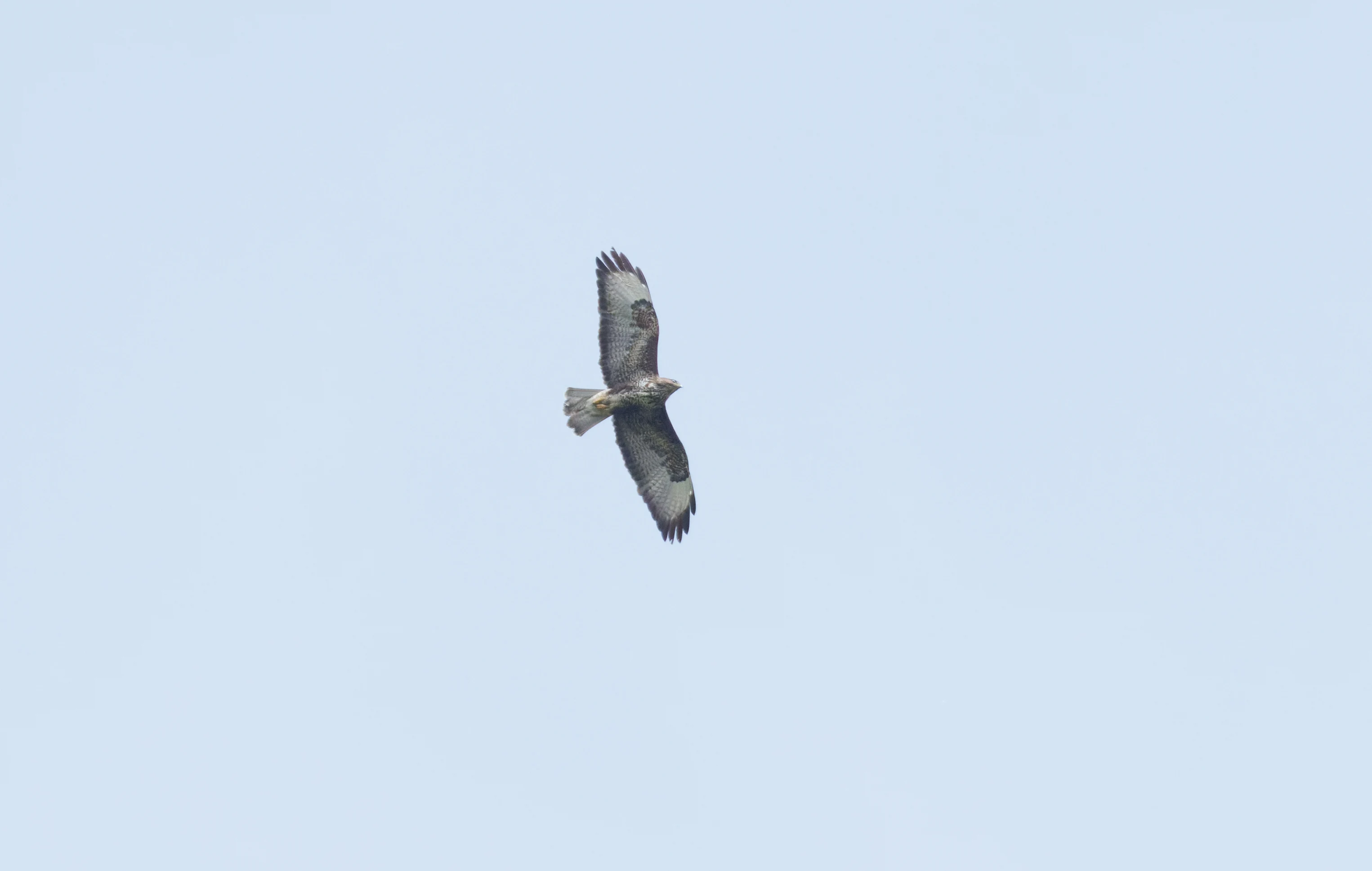 Common Buzzard, Transylvania, Romania — photo by Orlando Prugel-Bennett